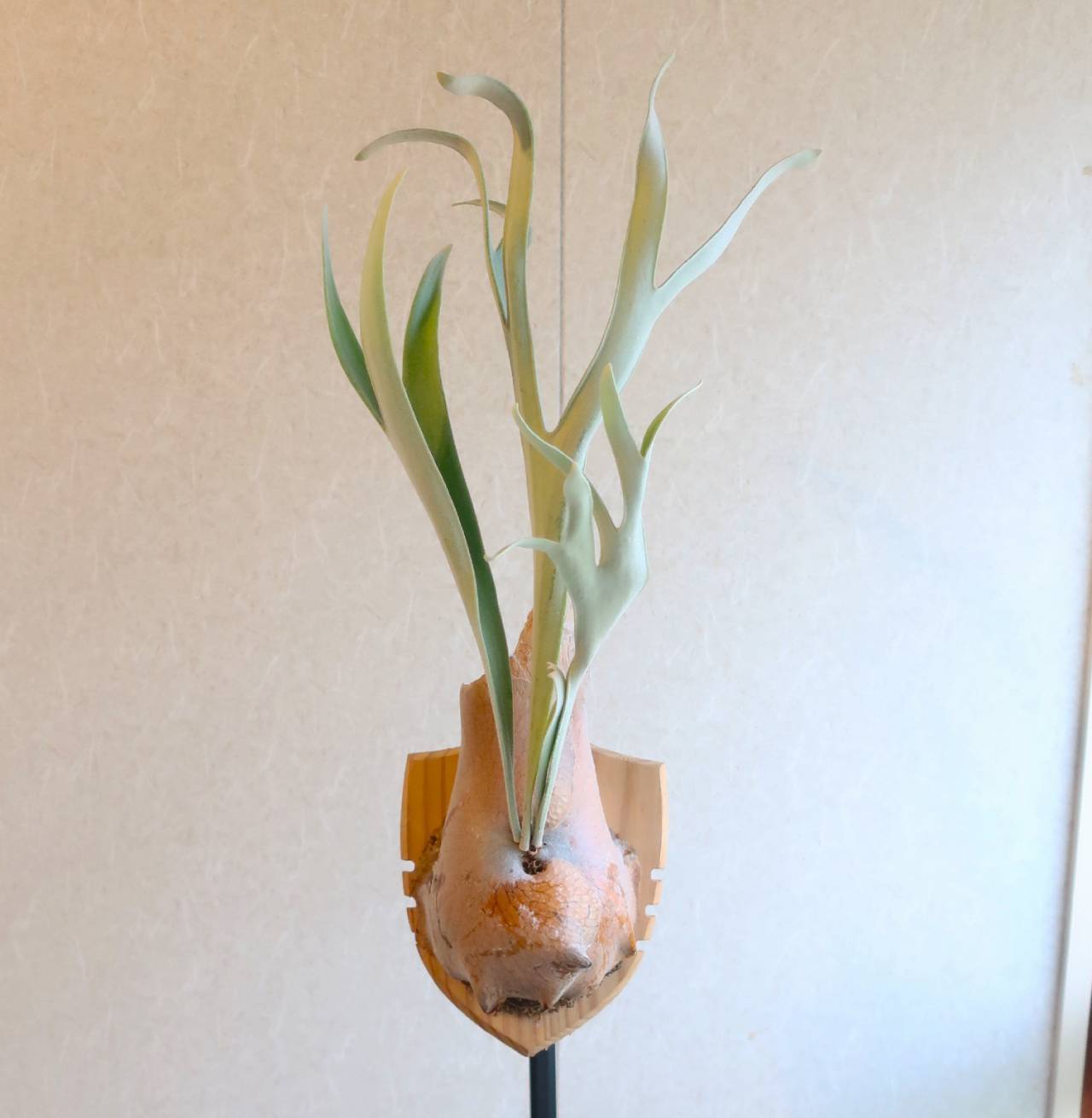 Platycerium veitchii ビカクシダ ヴィーチー Platycerium veitchii