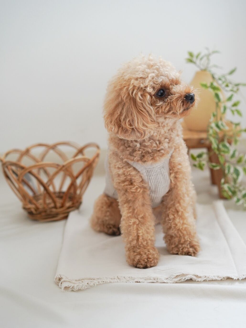 〈予約アイテム〉drops styling set / soft wood no.2