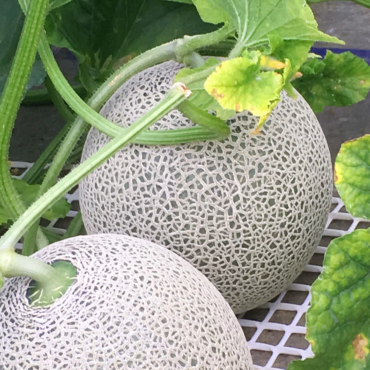 最高級富良野メロン R113 秀品 特大玉(2.0キロ〜2.5キロ)3玉入×2箱