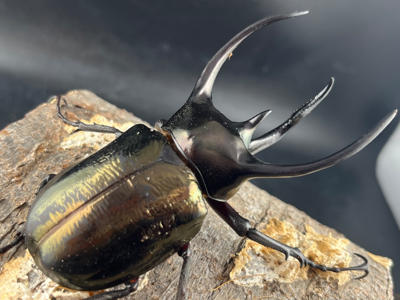 【WD】《ミンダナオアトラスオオカブト マラグサン産 90mm ペア》