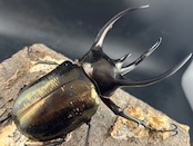 【WD】《ミンダナオアトラスオオカブト マラグサン産 90mm ペア》