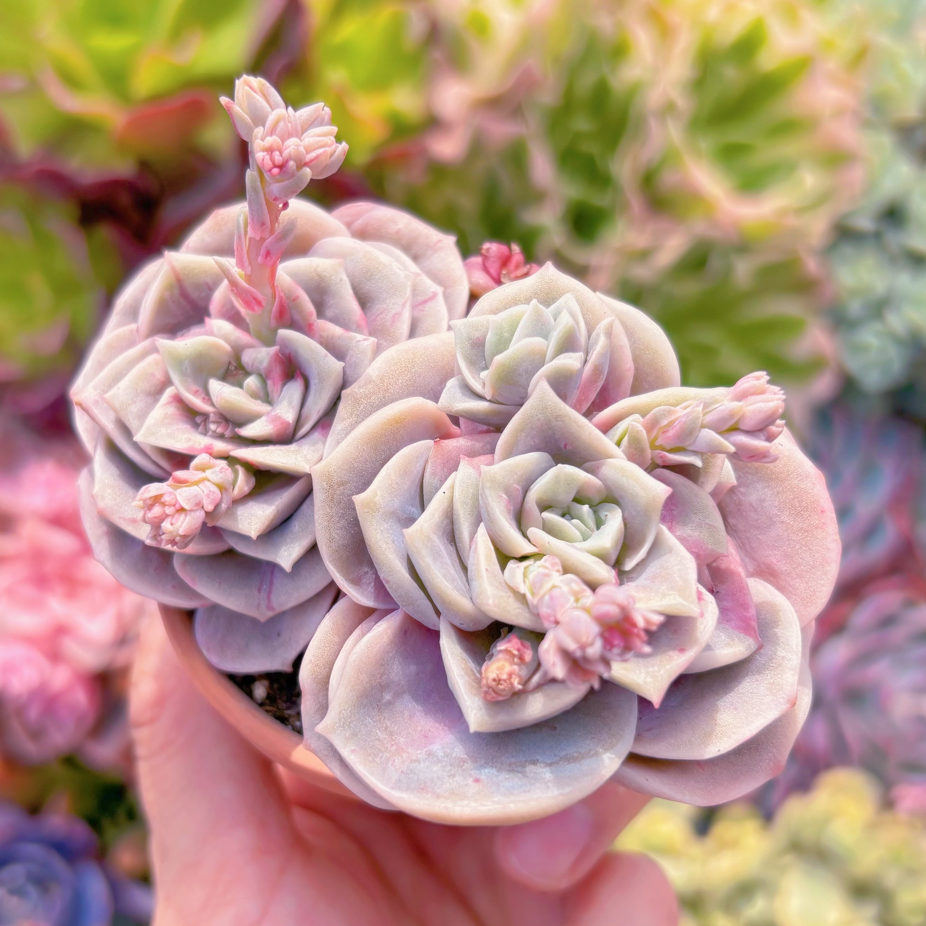 ラブリーローズ錦  赤斑  葉挿し 59 8b806a104dd07d54f24f54b4b0402a