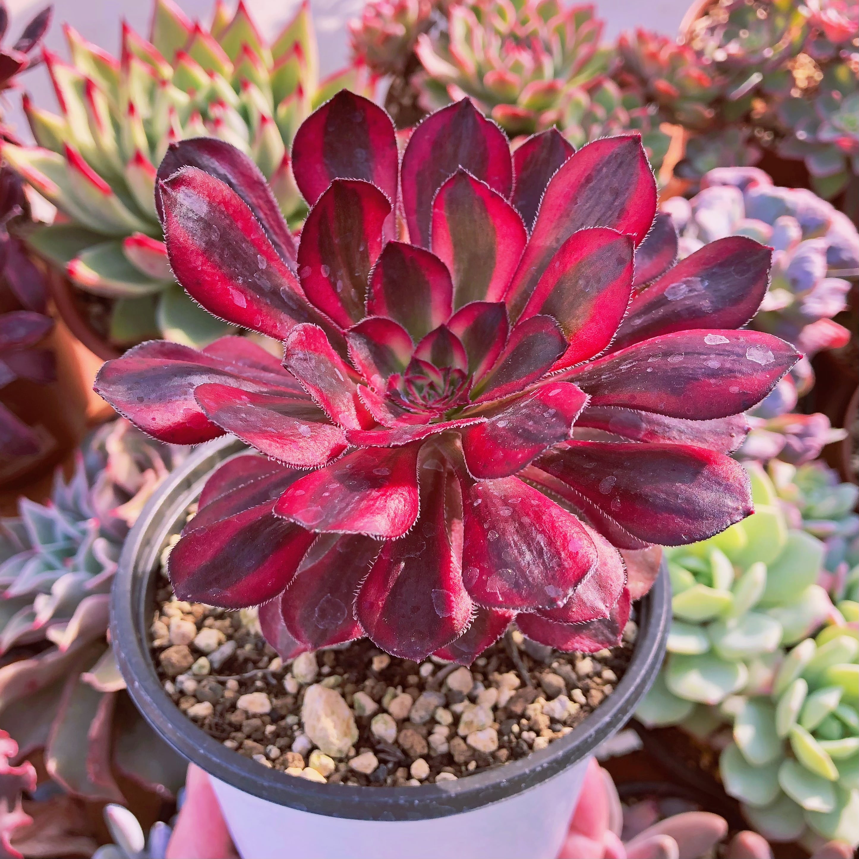 多肉植物 赤霞錦 大苗 | るる農園~多肉植物専門