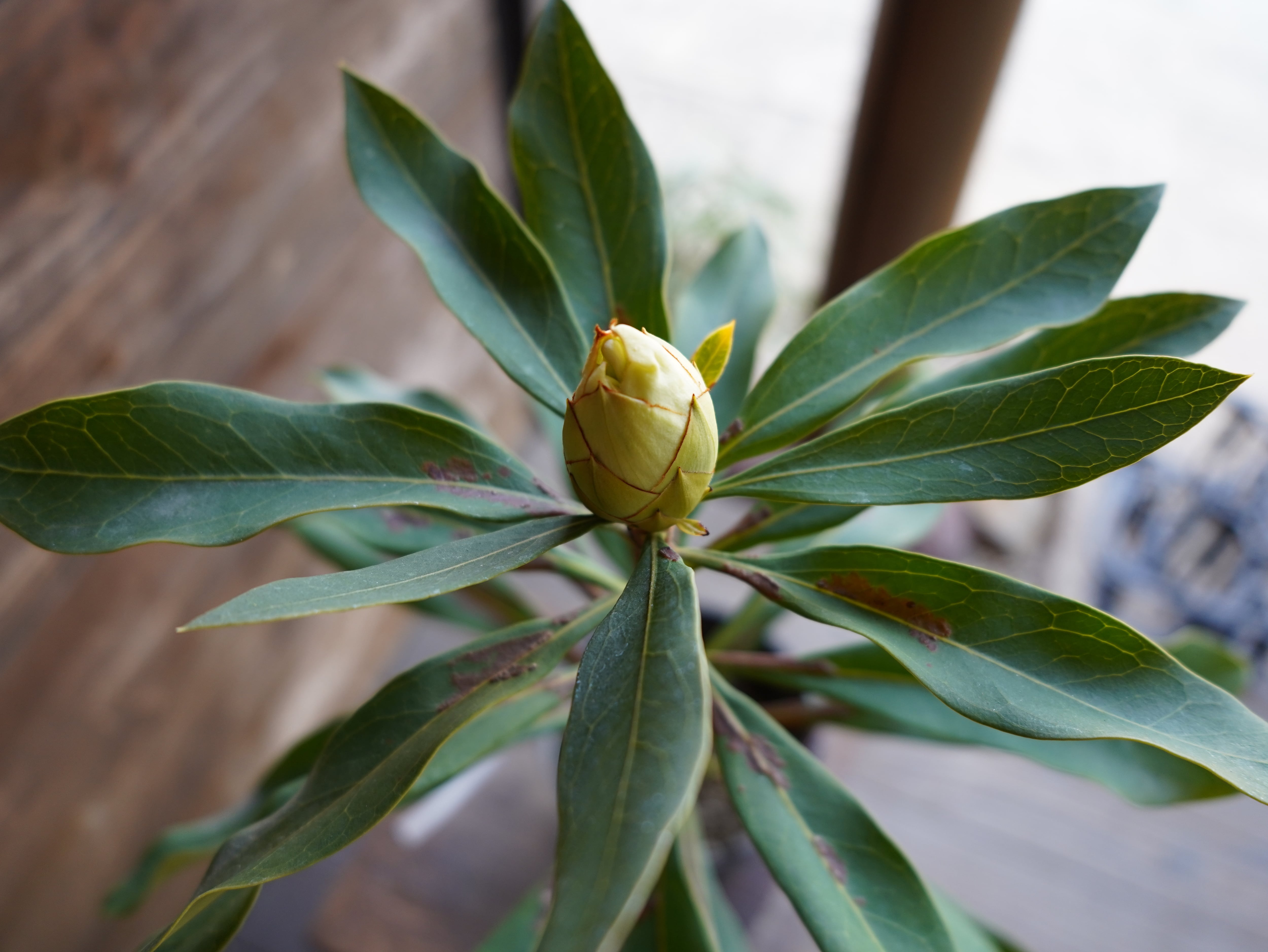 【現物】テロペア　”シェイディレディホワイト”　5号　B