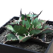 抜き苗 ハデス Agave titanota 'Hades'