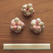 カット苗 ラブバード Echeveria 'Lovebirds'