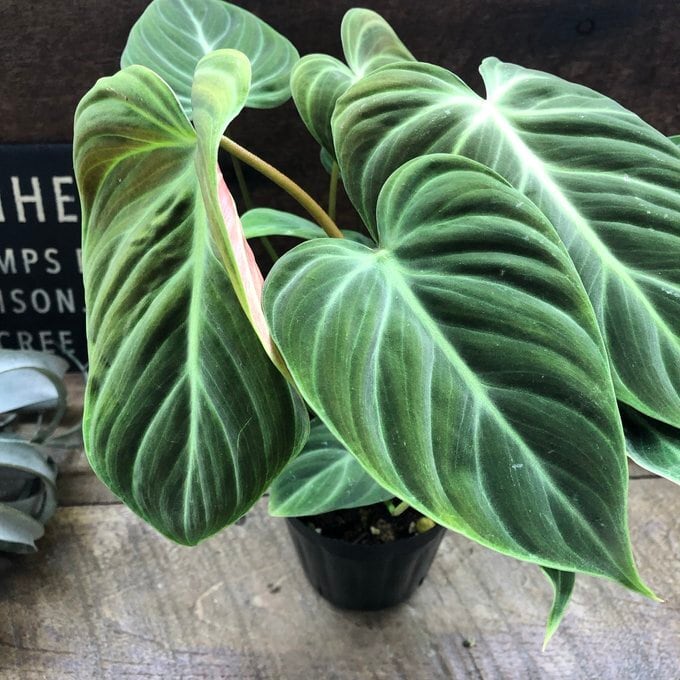 エルチョコレッド 希少 フィロデンドロン 観葉植物 | 植物の店ベリー