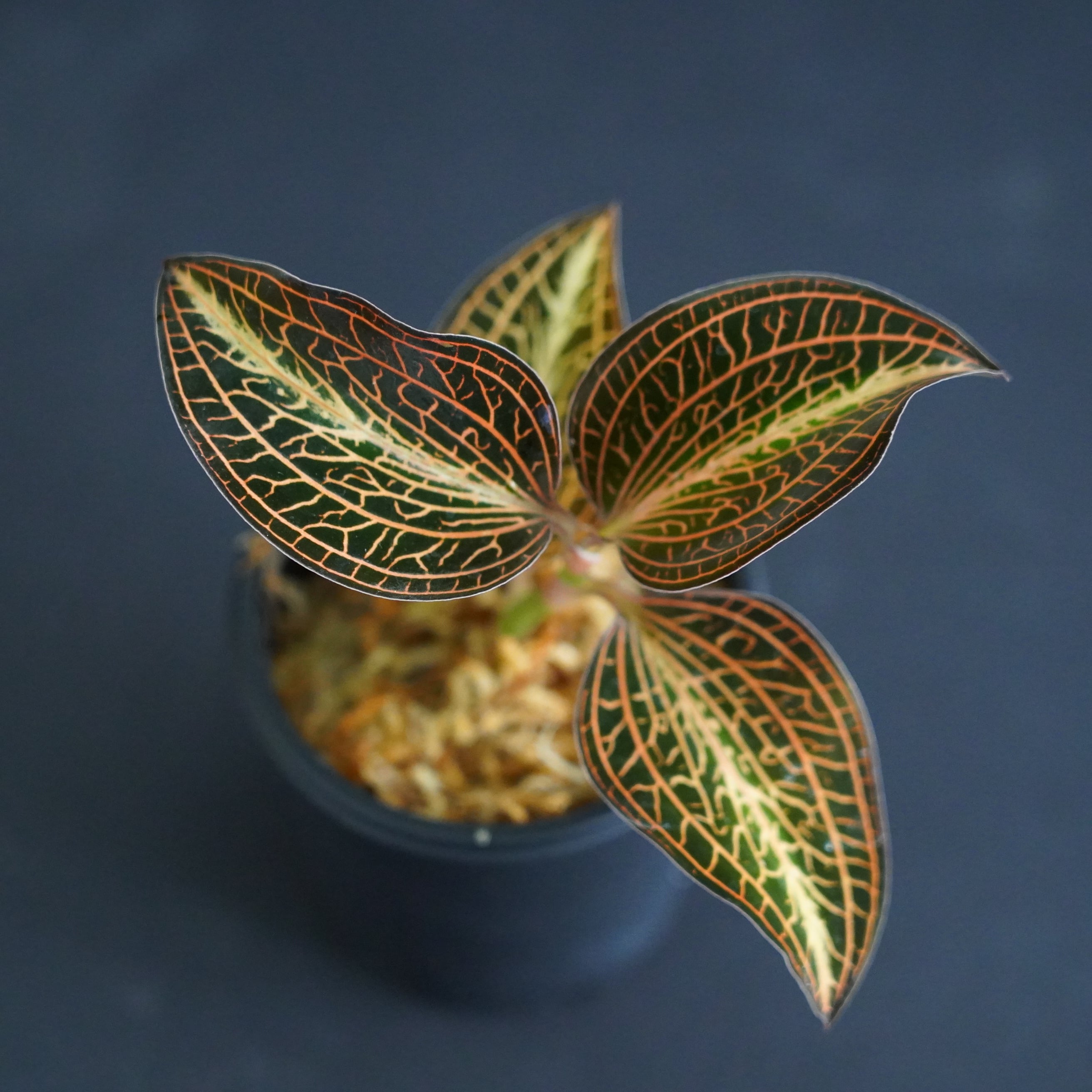 ◇現品◇アネクトキルス アルボリネアタス バリエガータ【ジュエル