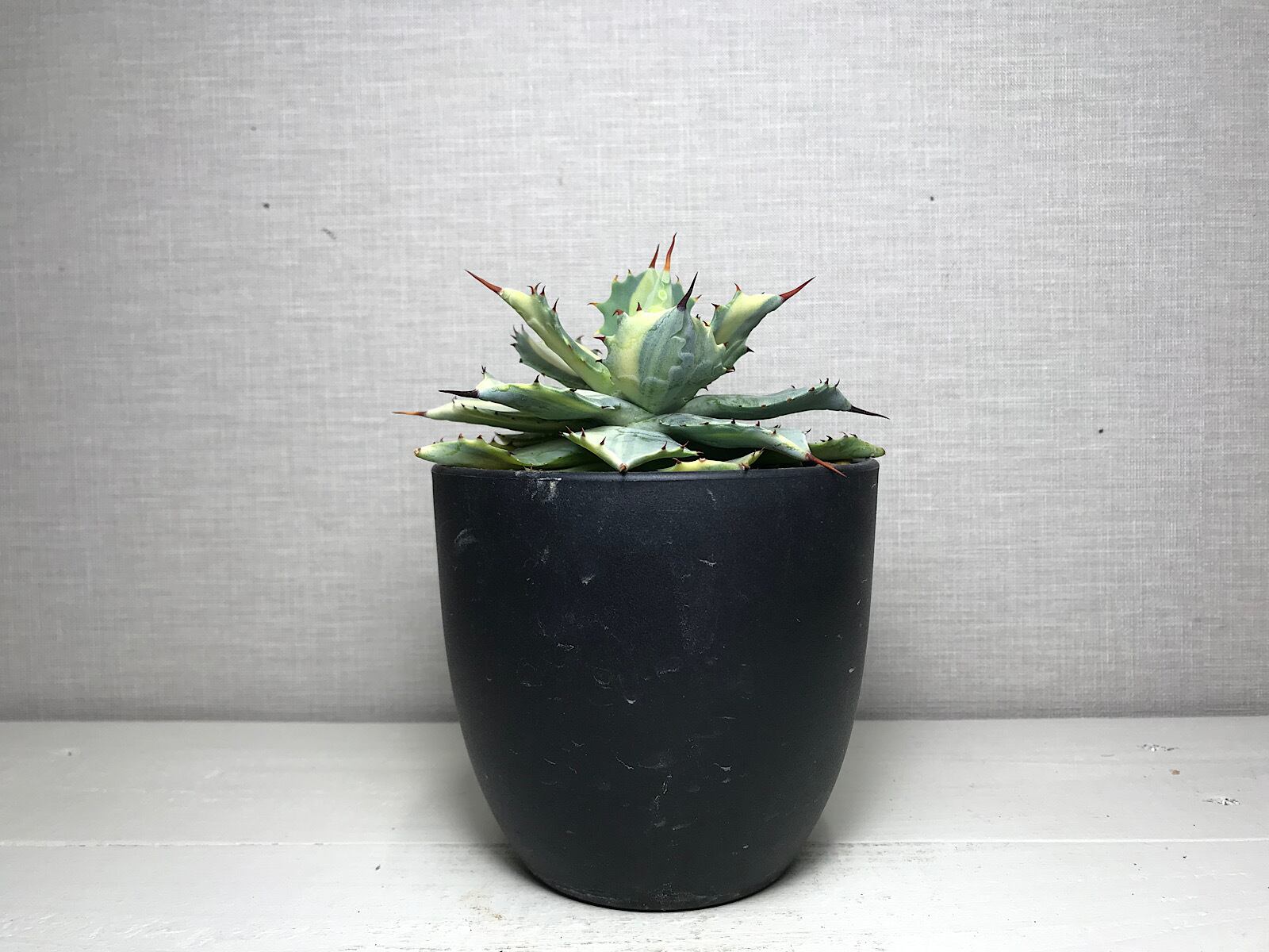 アガベ イシスメンシス '楊貴妃'