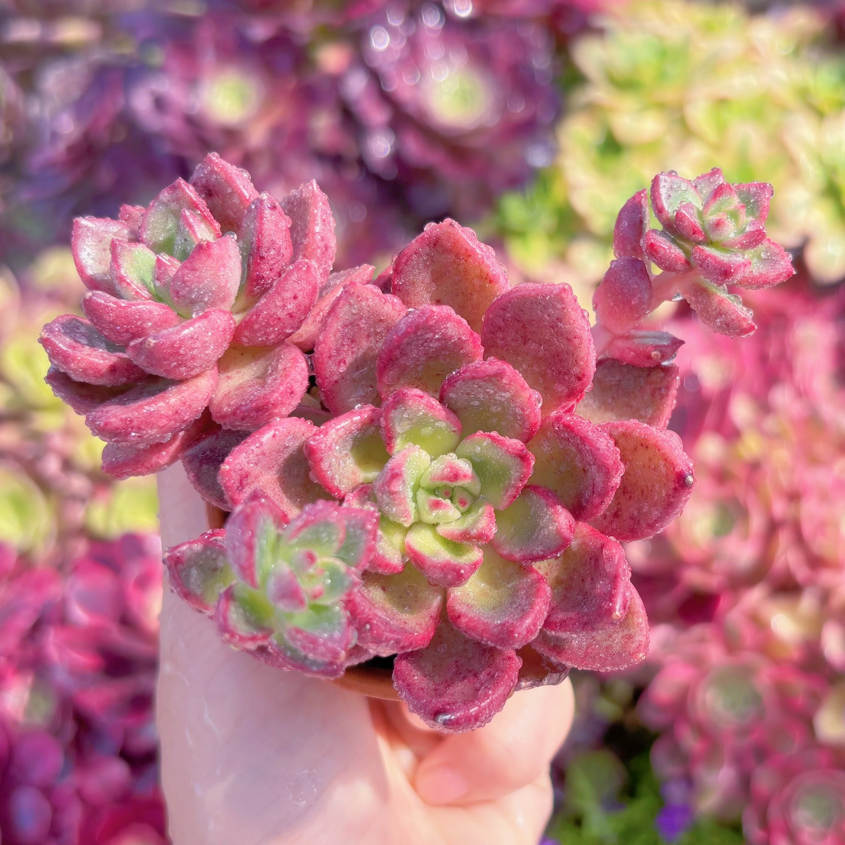 多肉植物　シャープトゥ　新入荷　るる農園