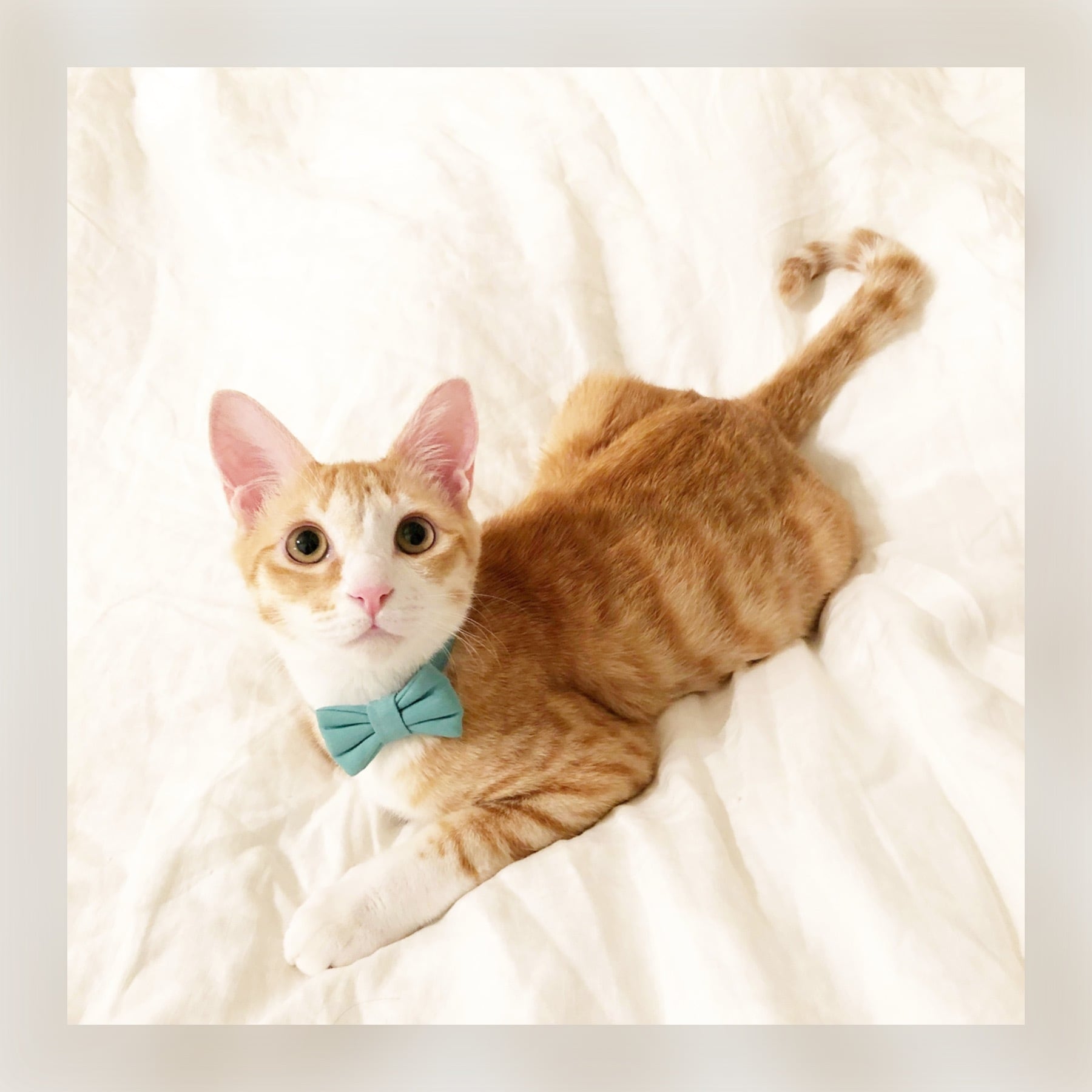 猫 犬 首輪 シンプル リボン スカイブルー コットン100% セーフティ