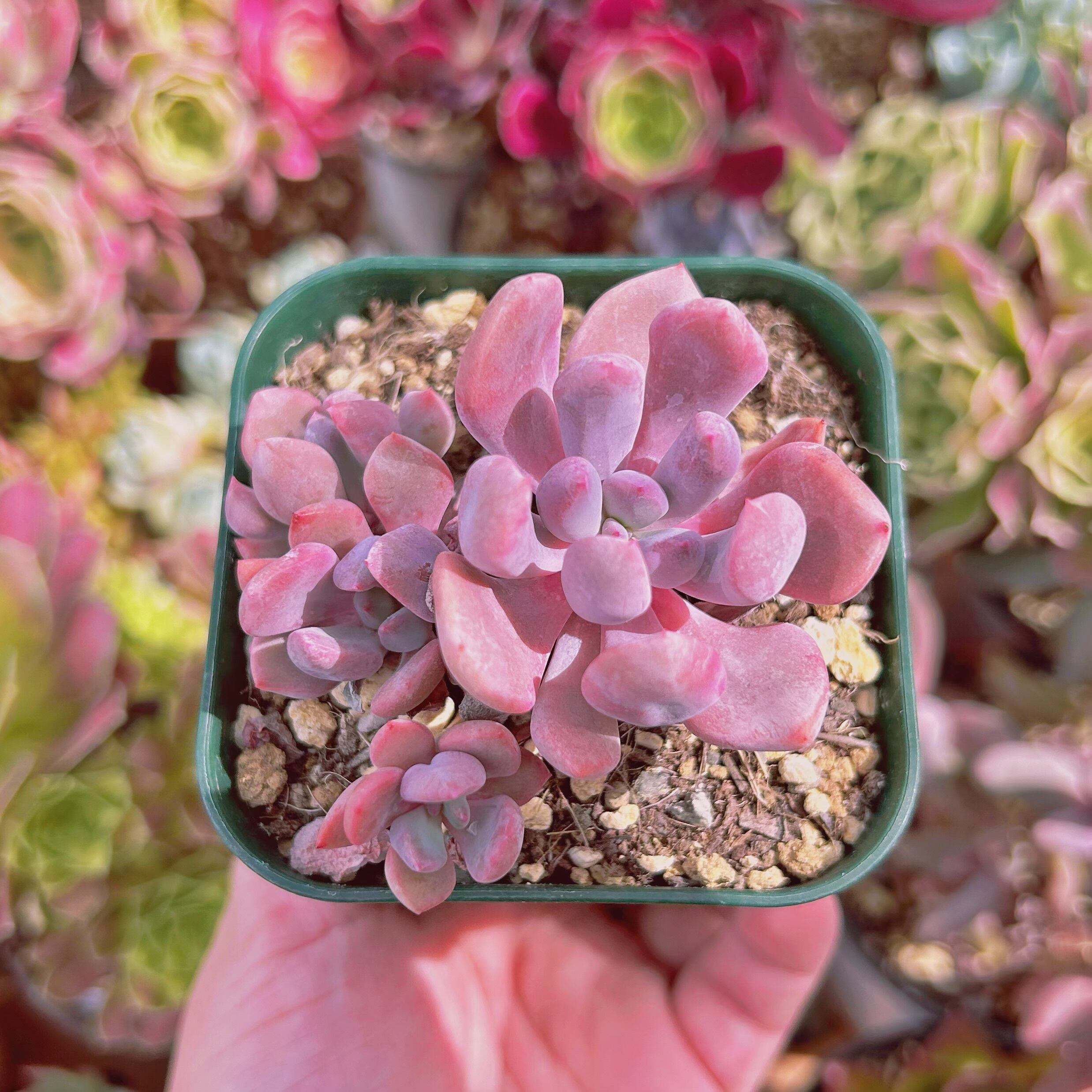 #1160現物　多肉植物　キュピット　抜き苗