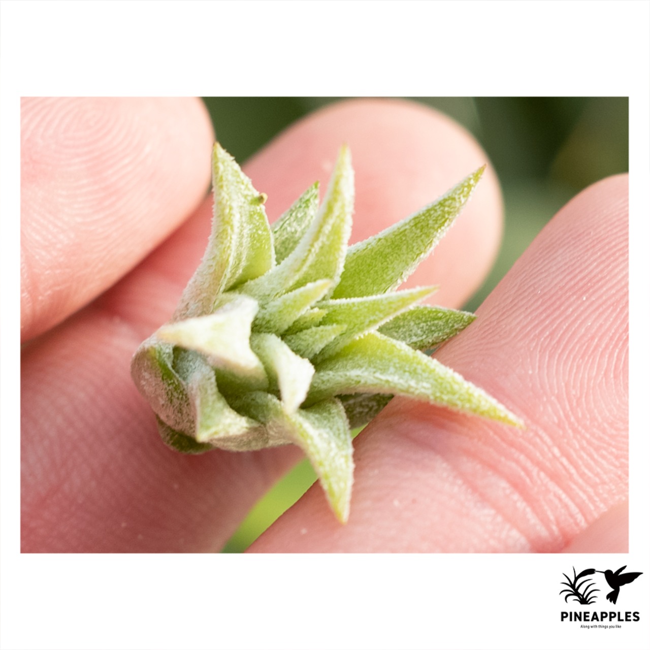 Tillandsia ionantha 'Succulent Form' 【現品】 | PINEAPPLES