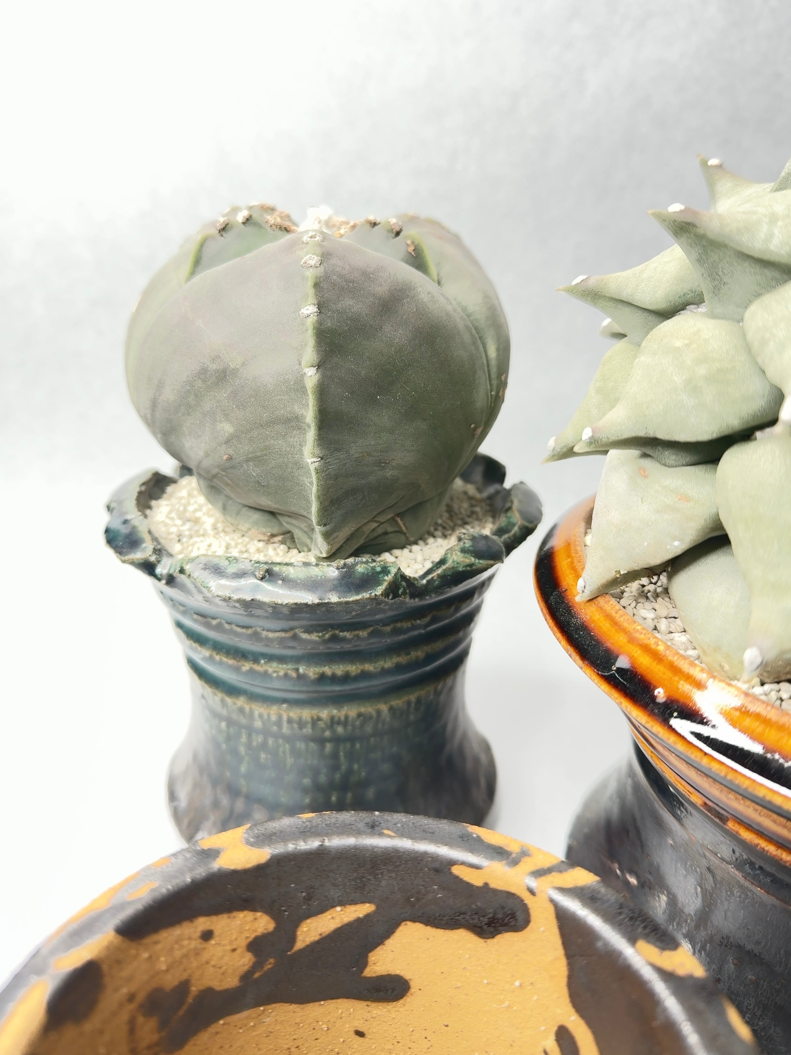 姫野翔太 | trigger