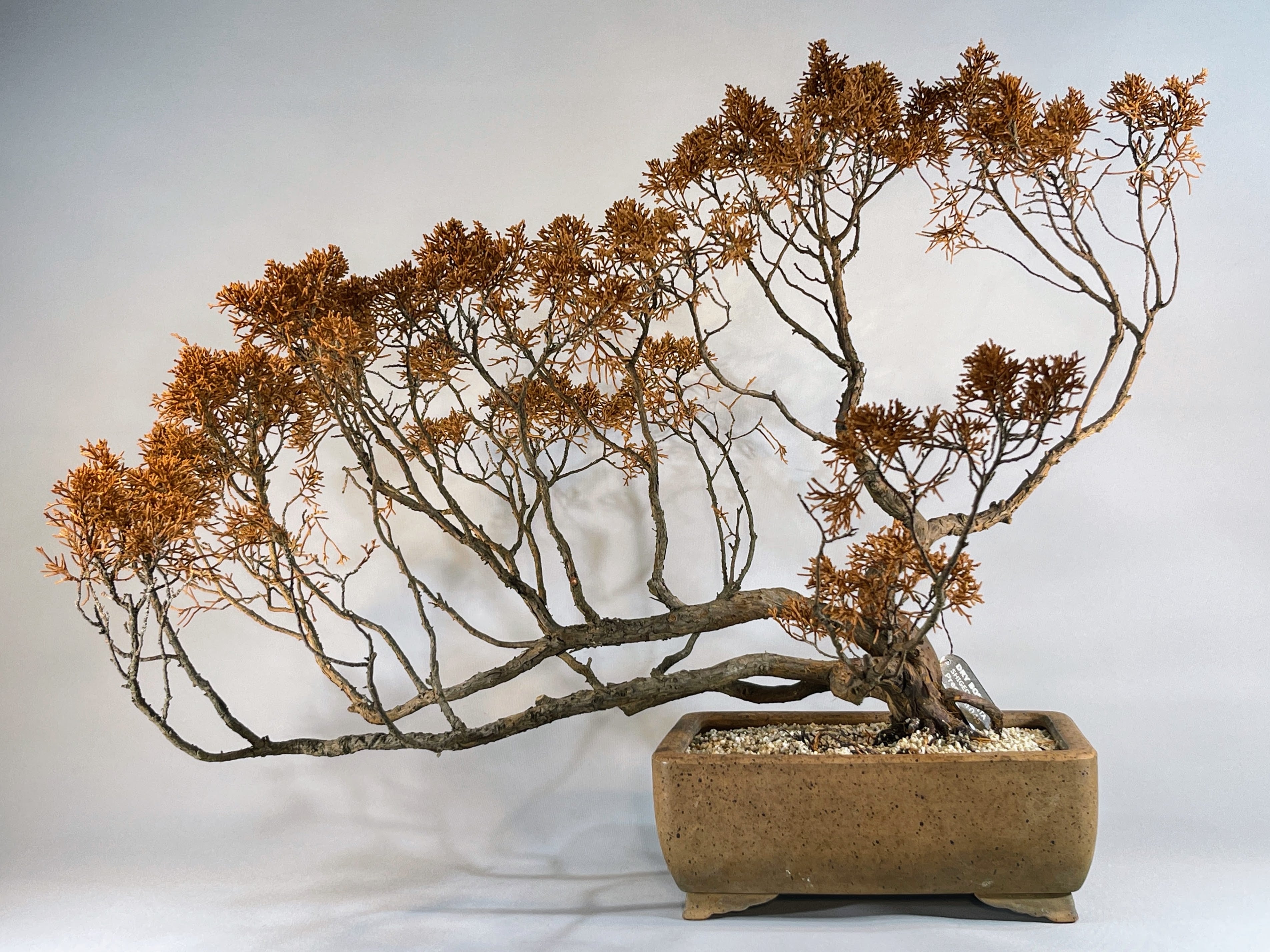 折鶴盆栽　　(霧氷) ALL ITEM | DRY BONSAI TOKYO Online store