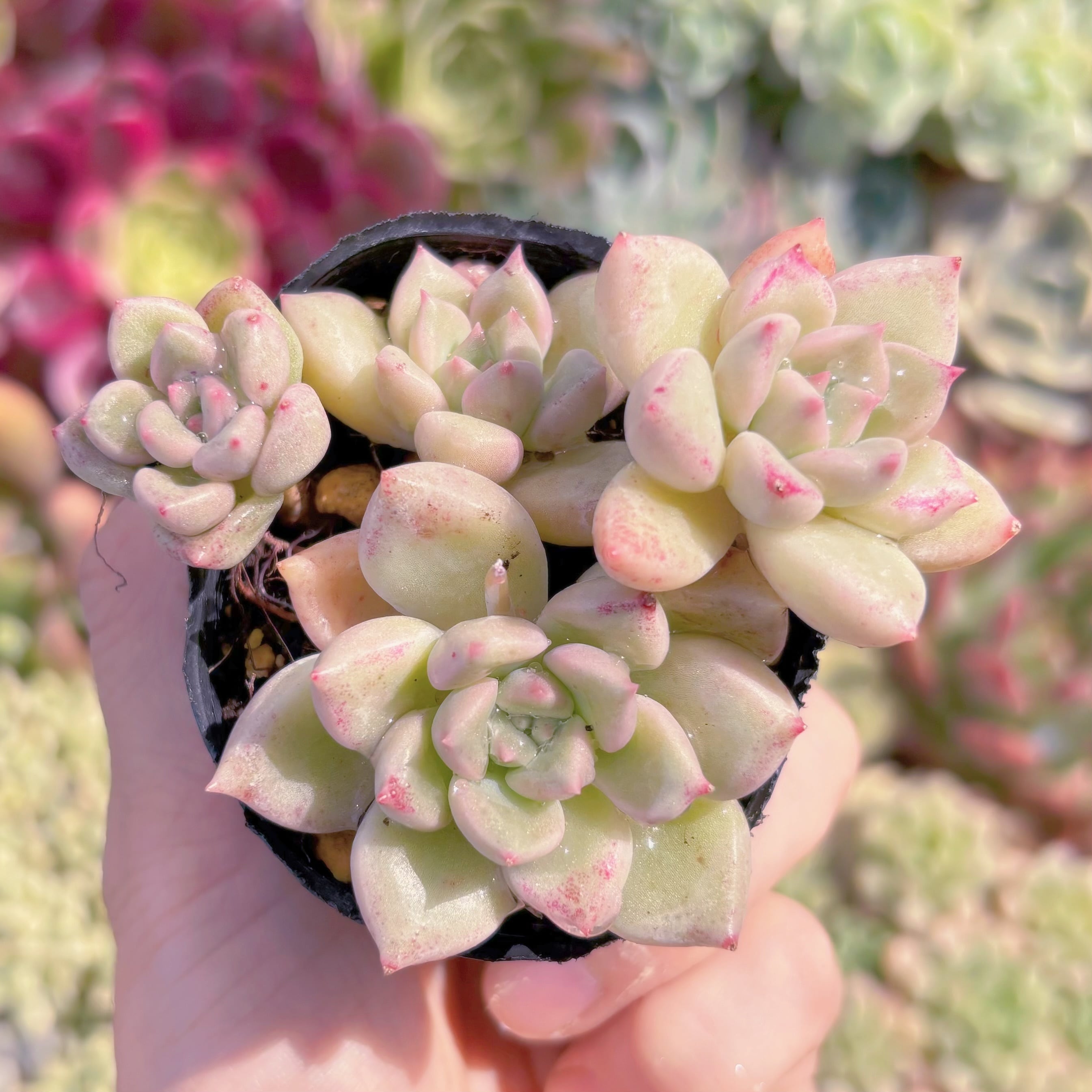 現品　アルジェ#A12　るる農園