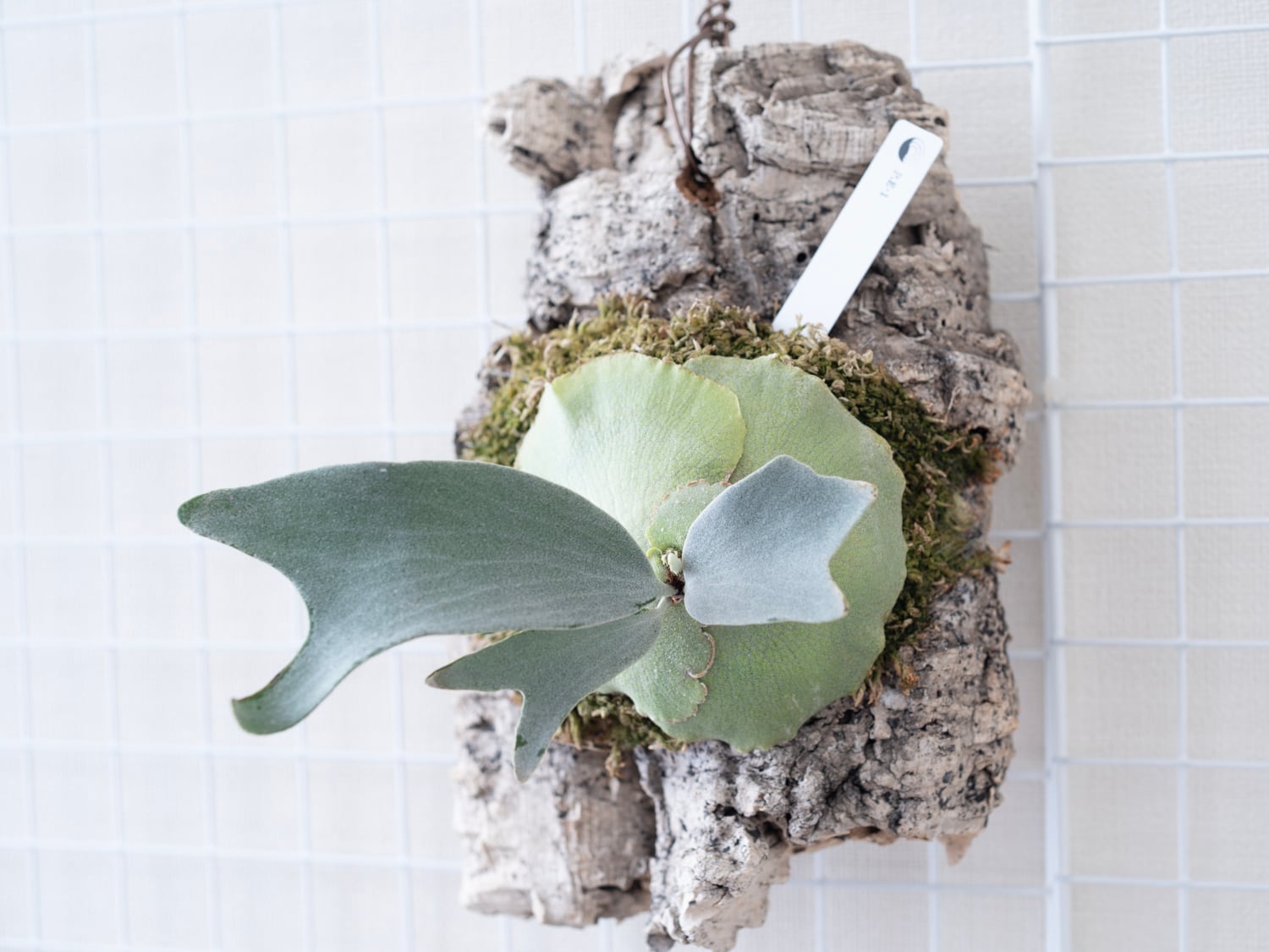 P.Ridleyi (spore) / リドレイ 胞子培養株 23-011 | niji no fumoto