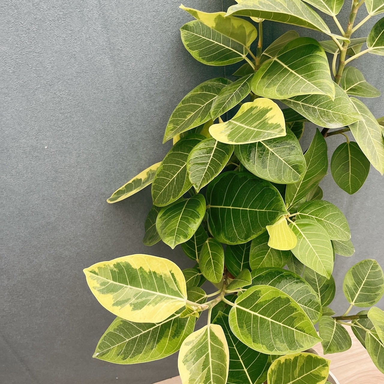 現品］4番 フィカス アルテシマ 10号 観葉植物 室内 大型 特大 ゴムの