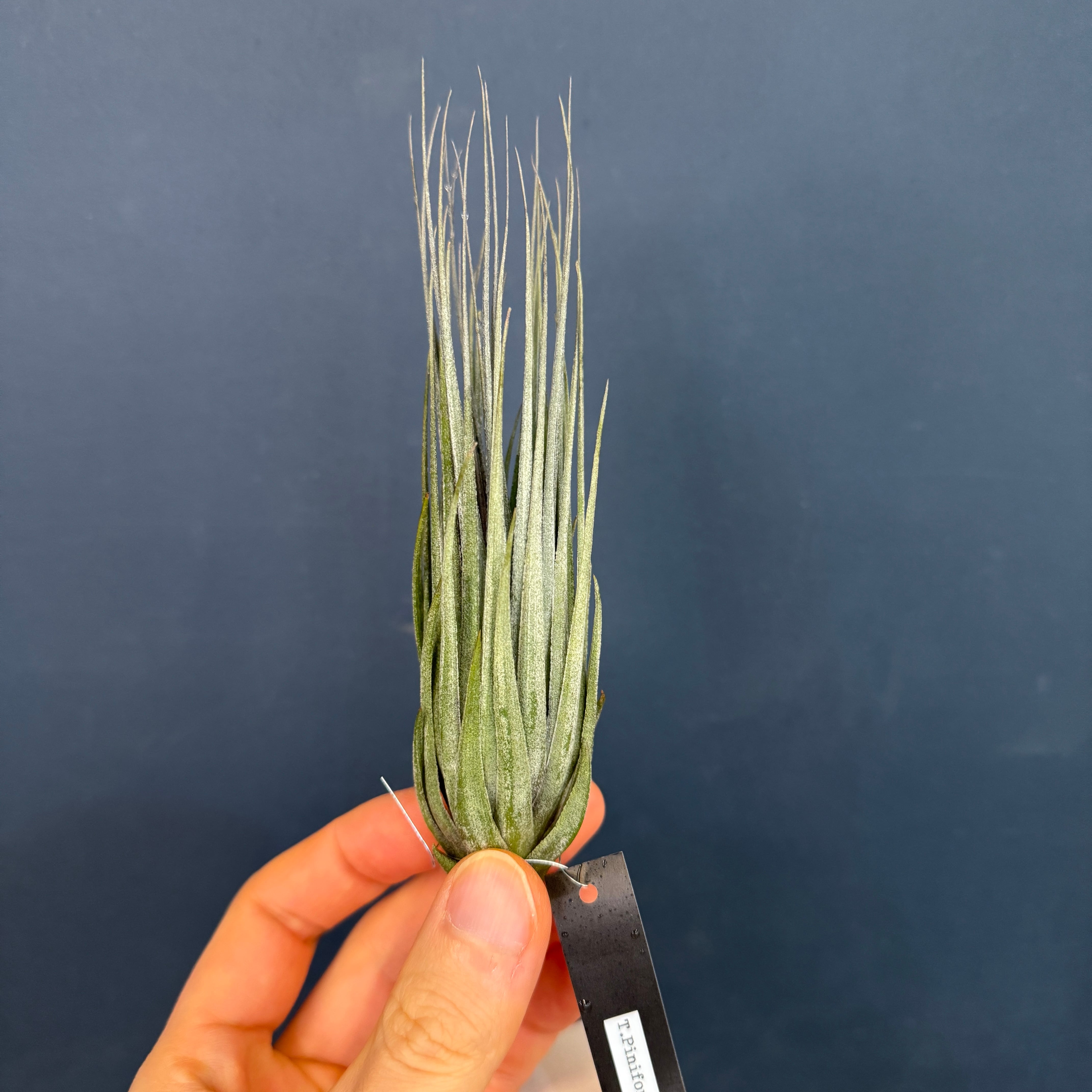 PROTOLEAF プロトリーフ