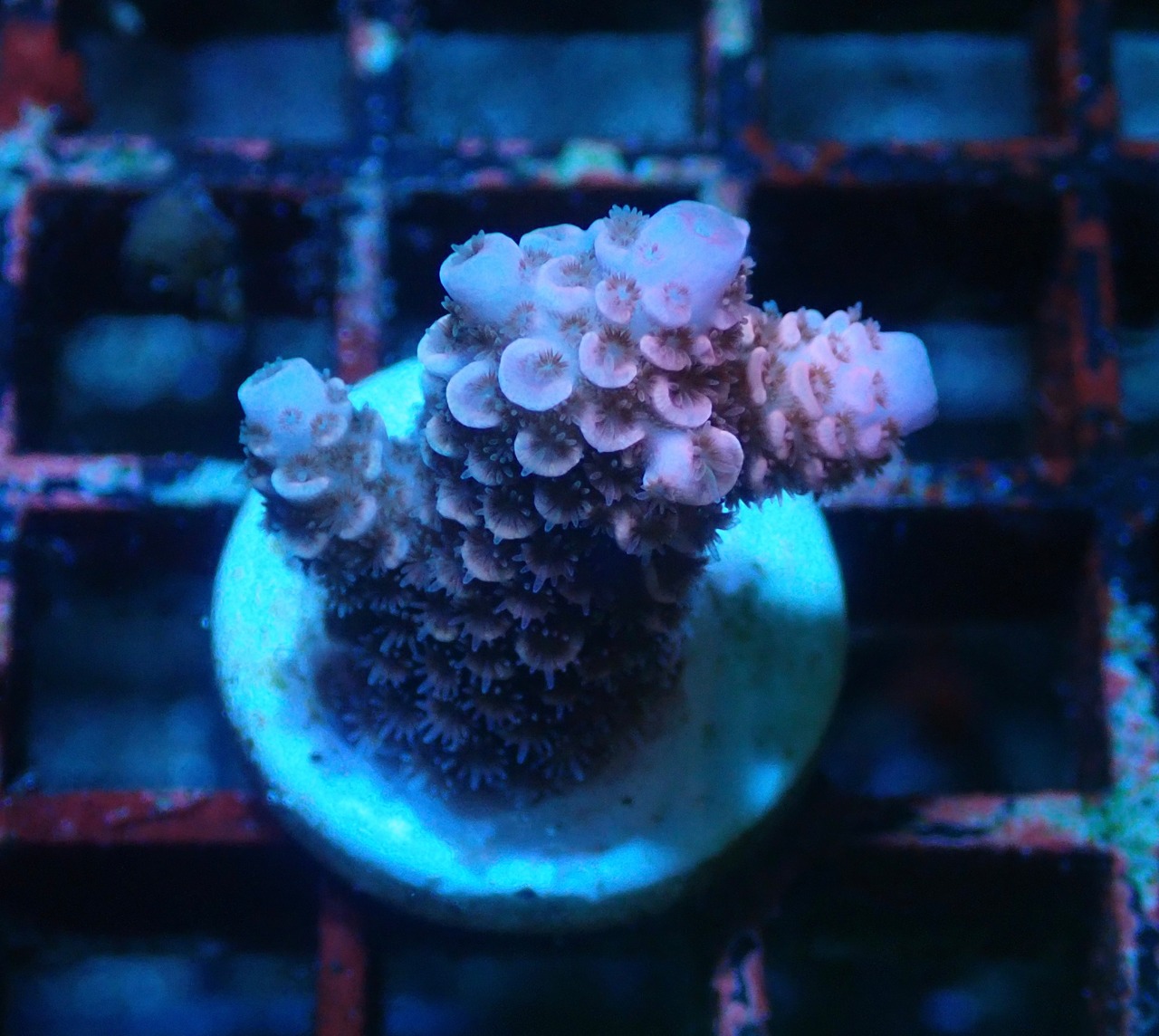 【寒水Breed】Acropora SP オーストラリア産