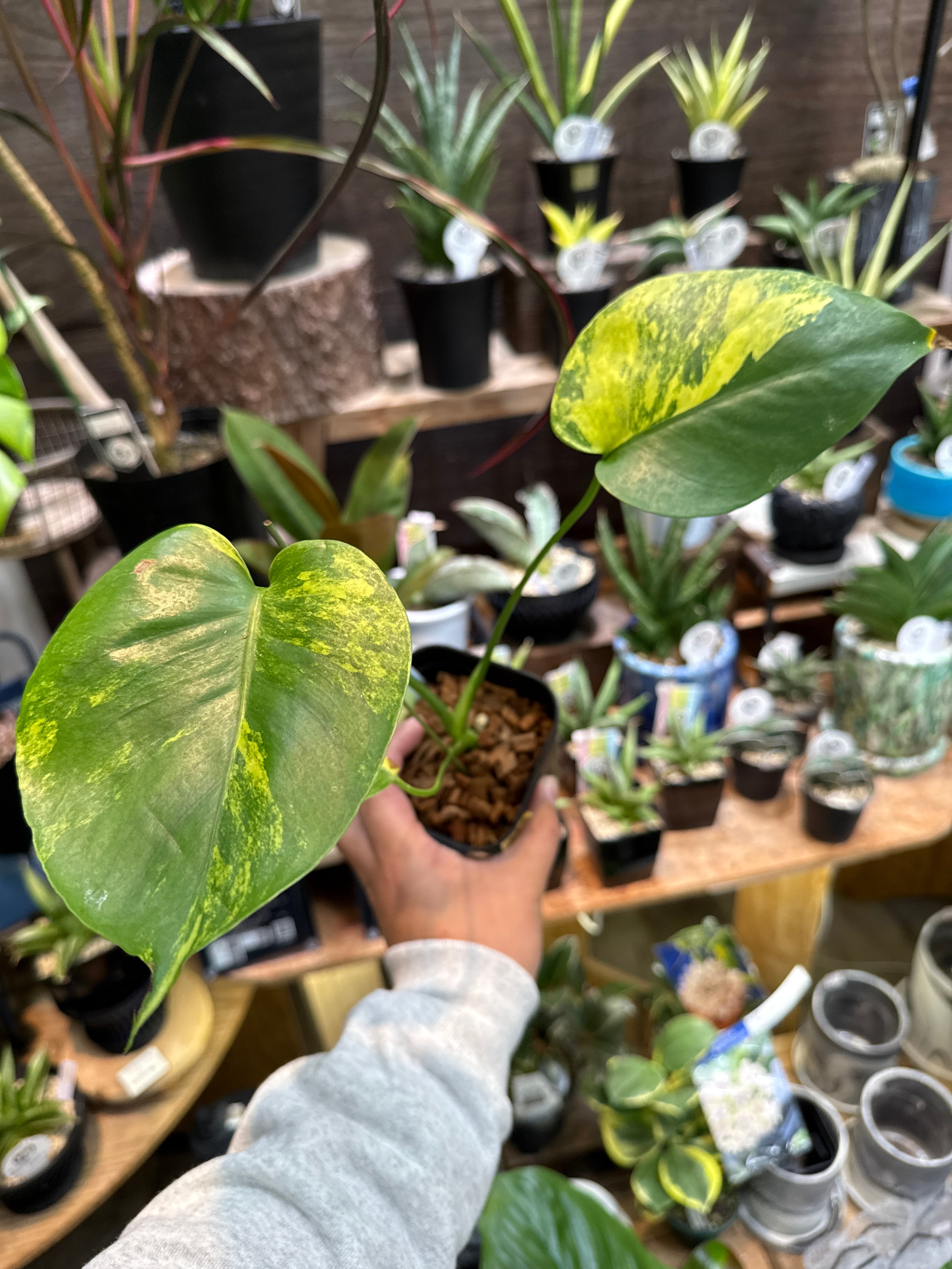 ① モンステラ D. 