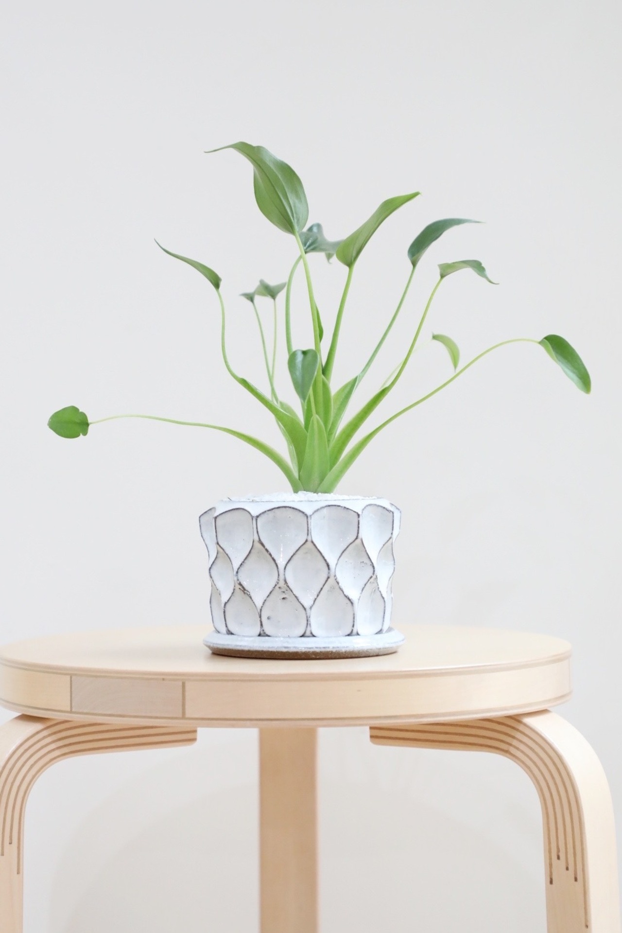 【M】アロカシア タイニーダンサー/Alocasia