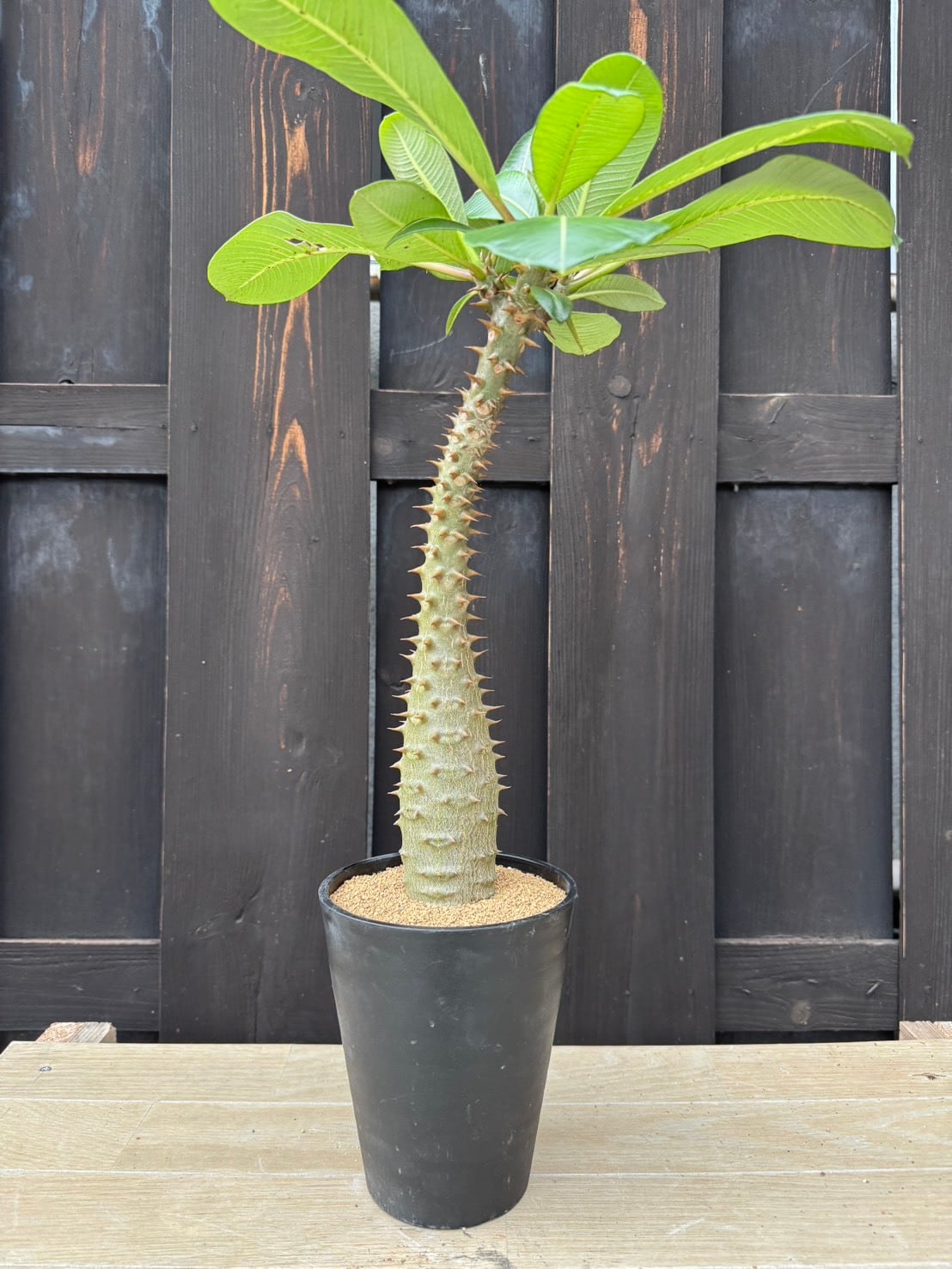塊根植物 -caudex- | 青坊主-aobouzu-