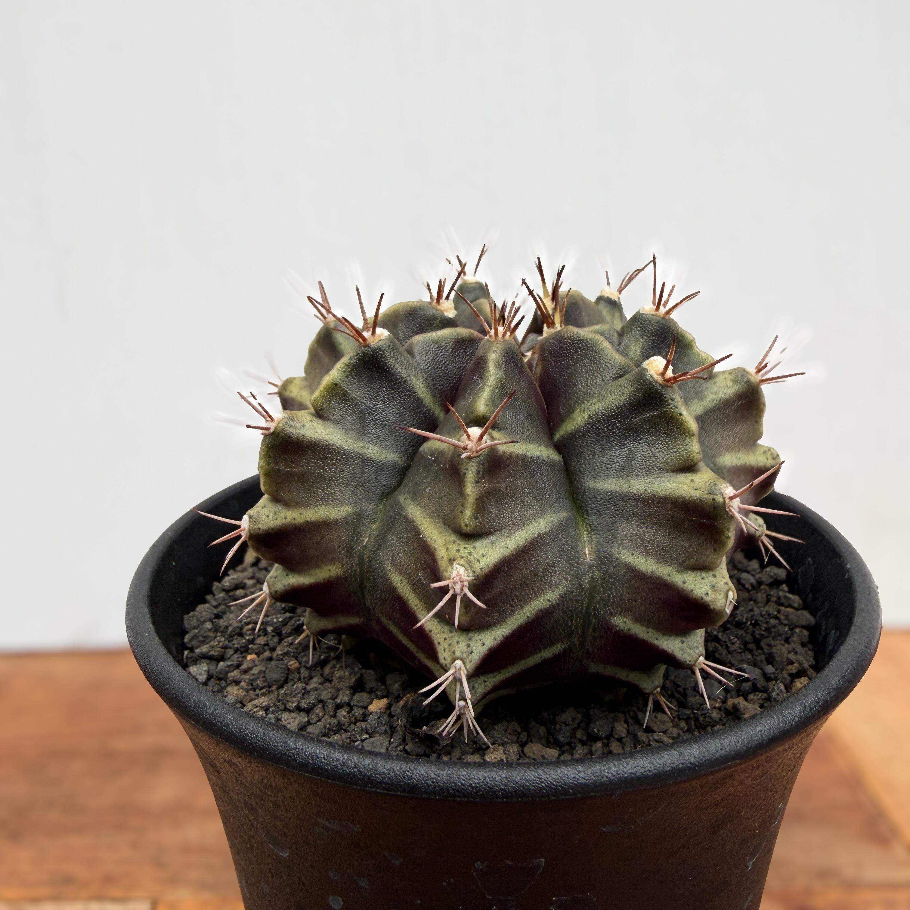 希少 激渋 ギムノカリキウム 黒棘 5ヘッド 希少 激渋 ギムノカリキウム 黒棘 5ヘッド