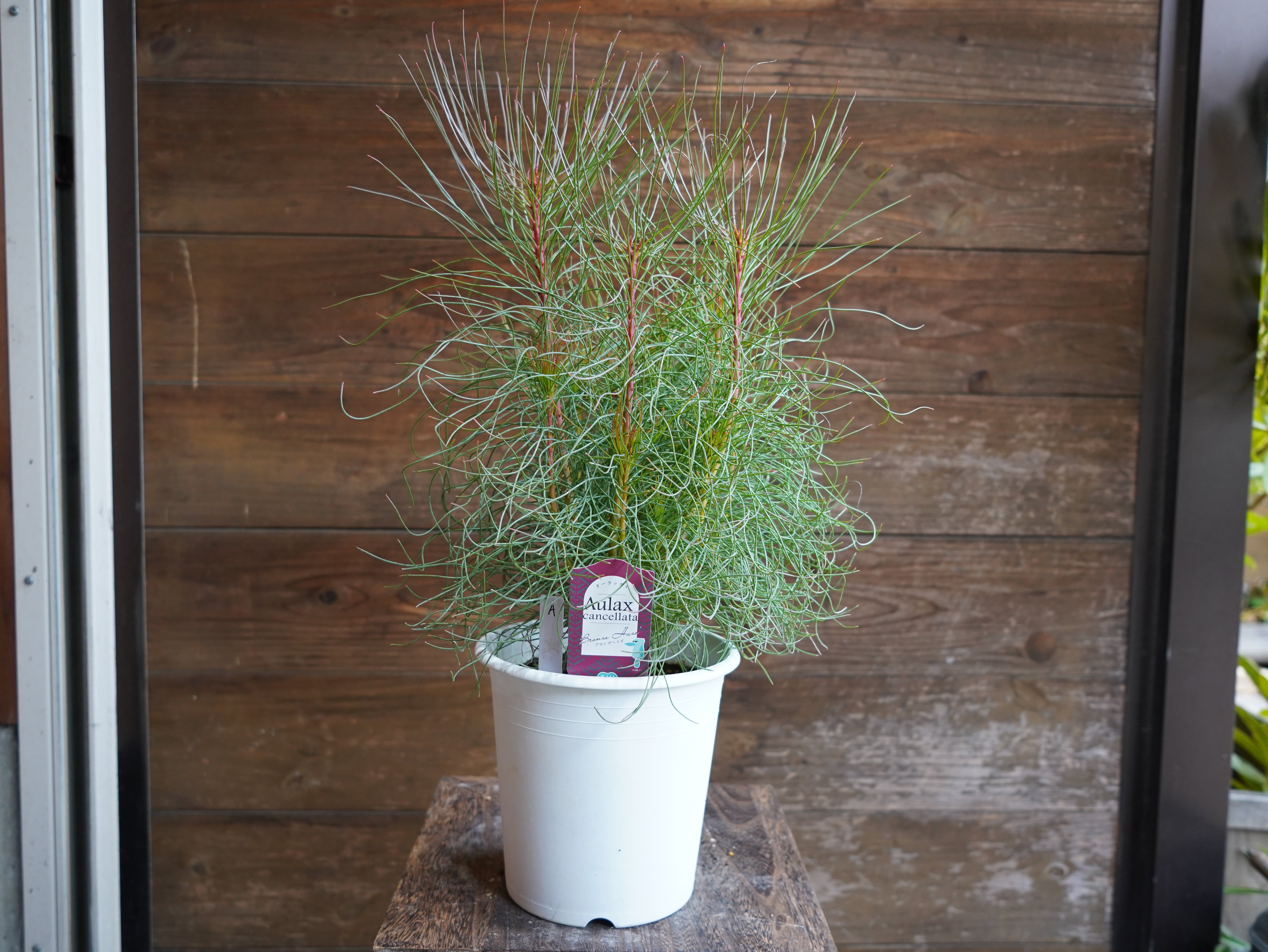 【現物】オーラックス　カンセラータ　”ブロンズヘイズ”　A