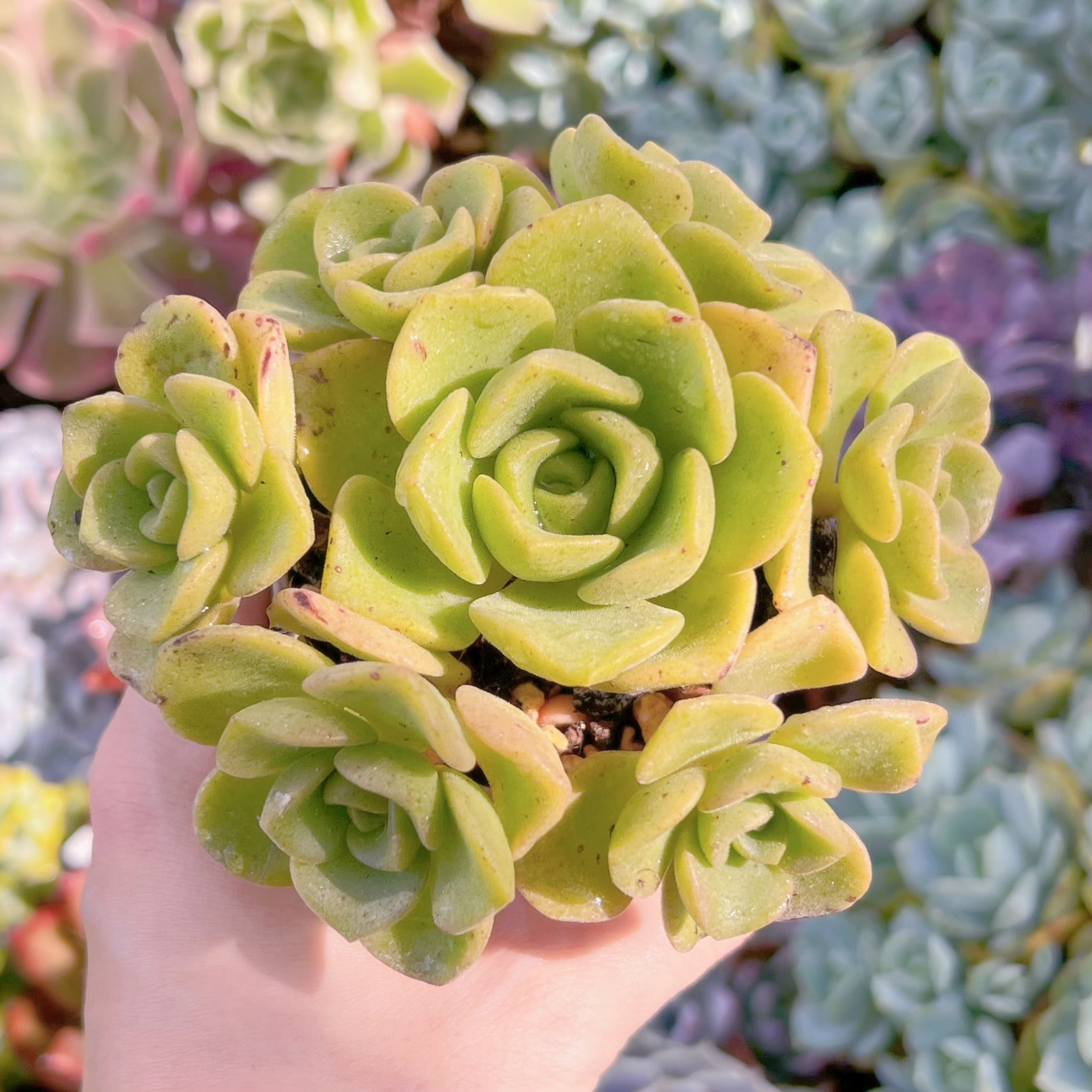 多肉植物　リリーパット  群生　新入荷　るる農園