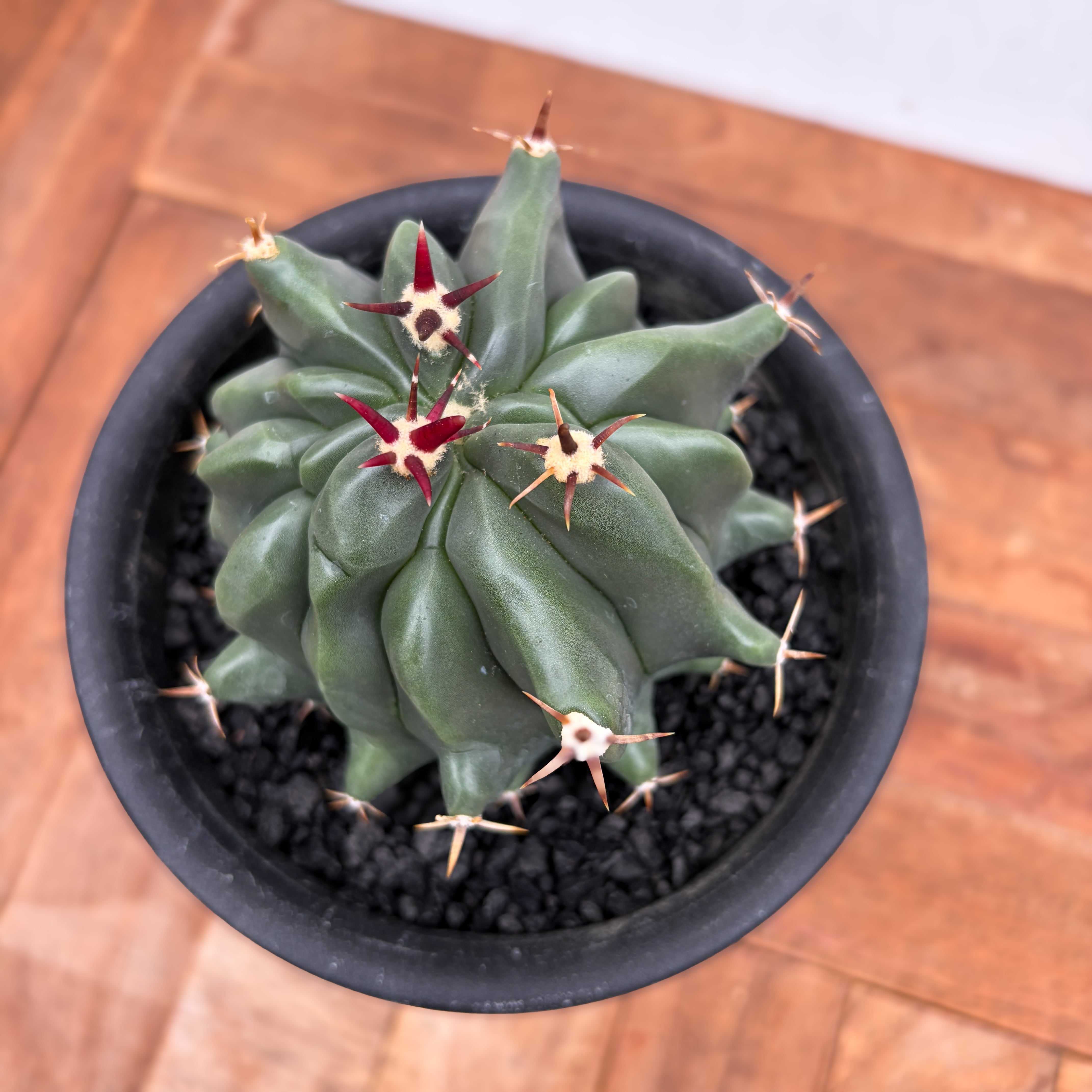 Ferocactus horridus【フェロカクタス・短棘巨鷲玉】 | RIMO'S GREEN