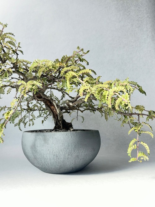 テンノウメ・天の梅