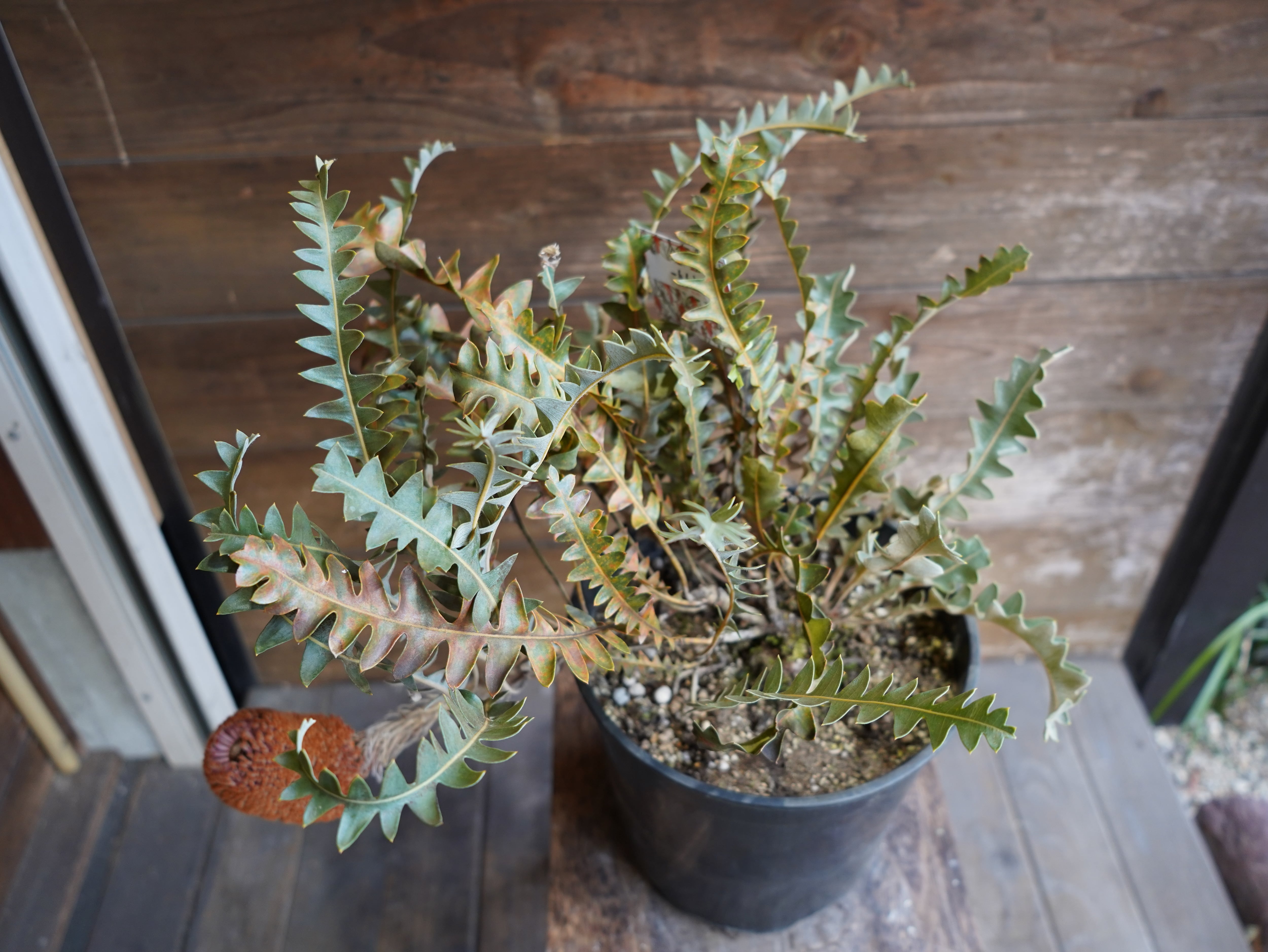 【現物】バンクシア "ガルドネリ"