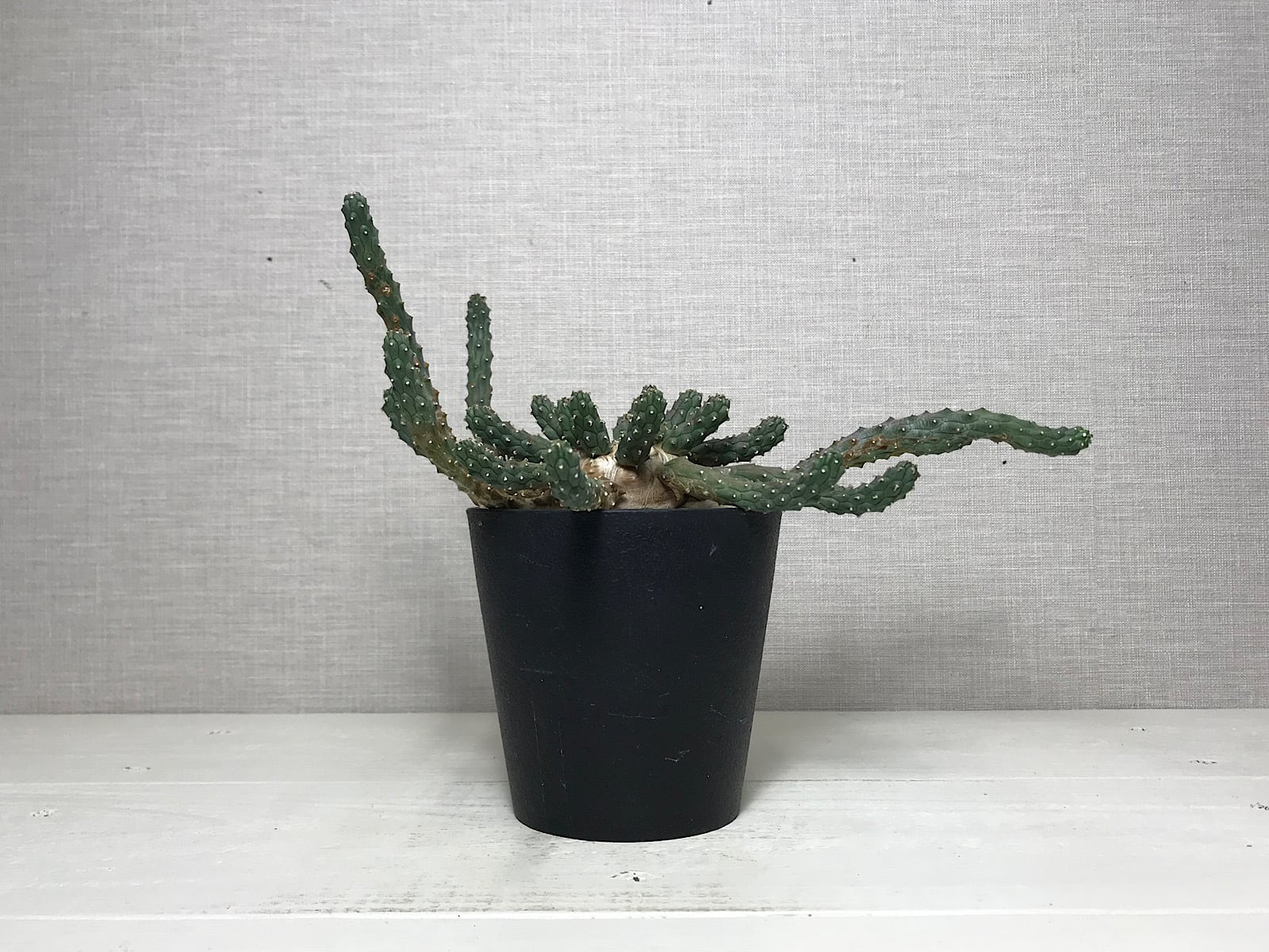 ユーフォルビア イネルミス