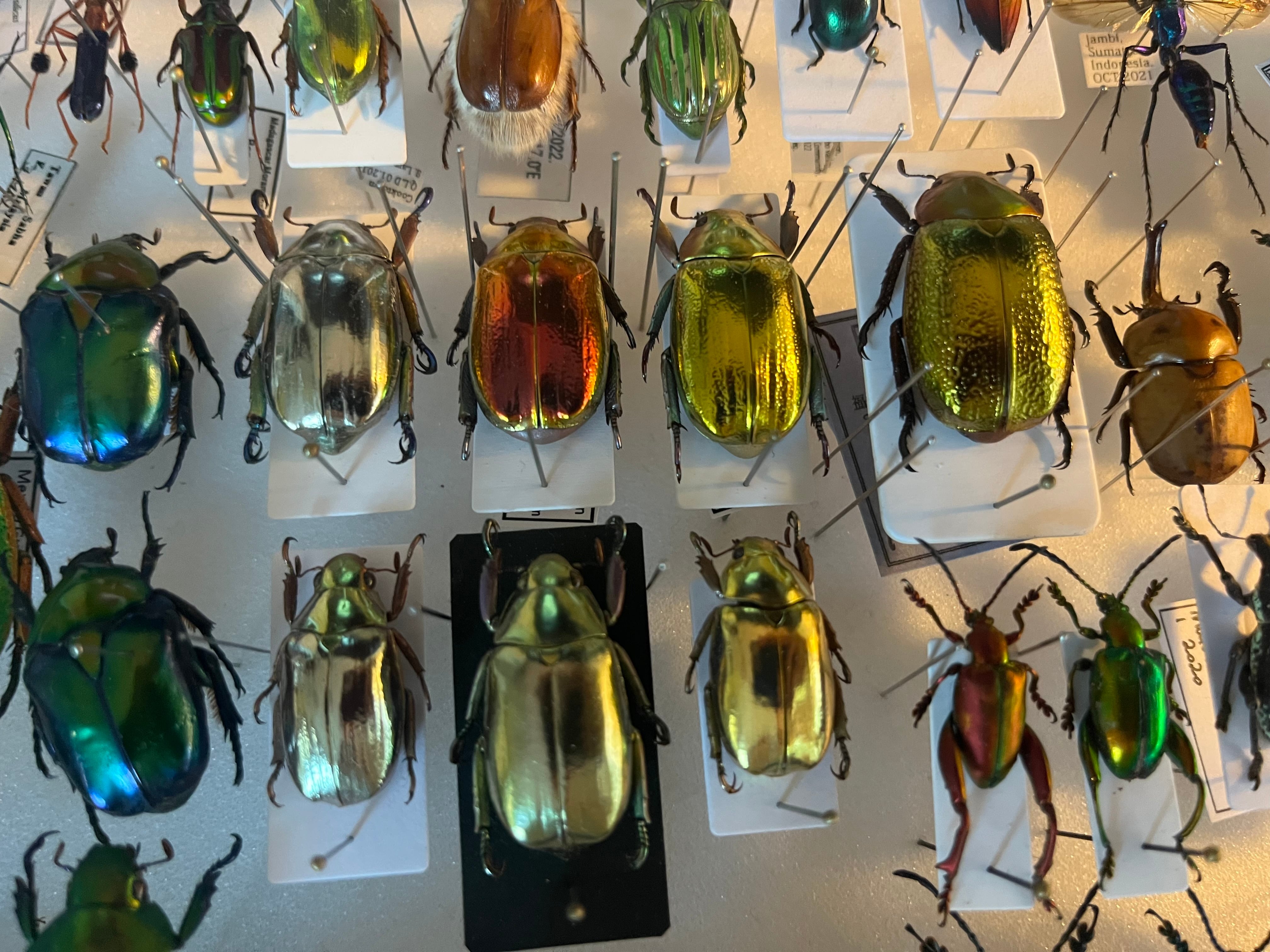 最新作】ボウカルディプラチナコガネ Chrysina boucardi GOLDform 頭が