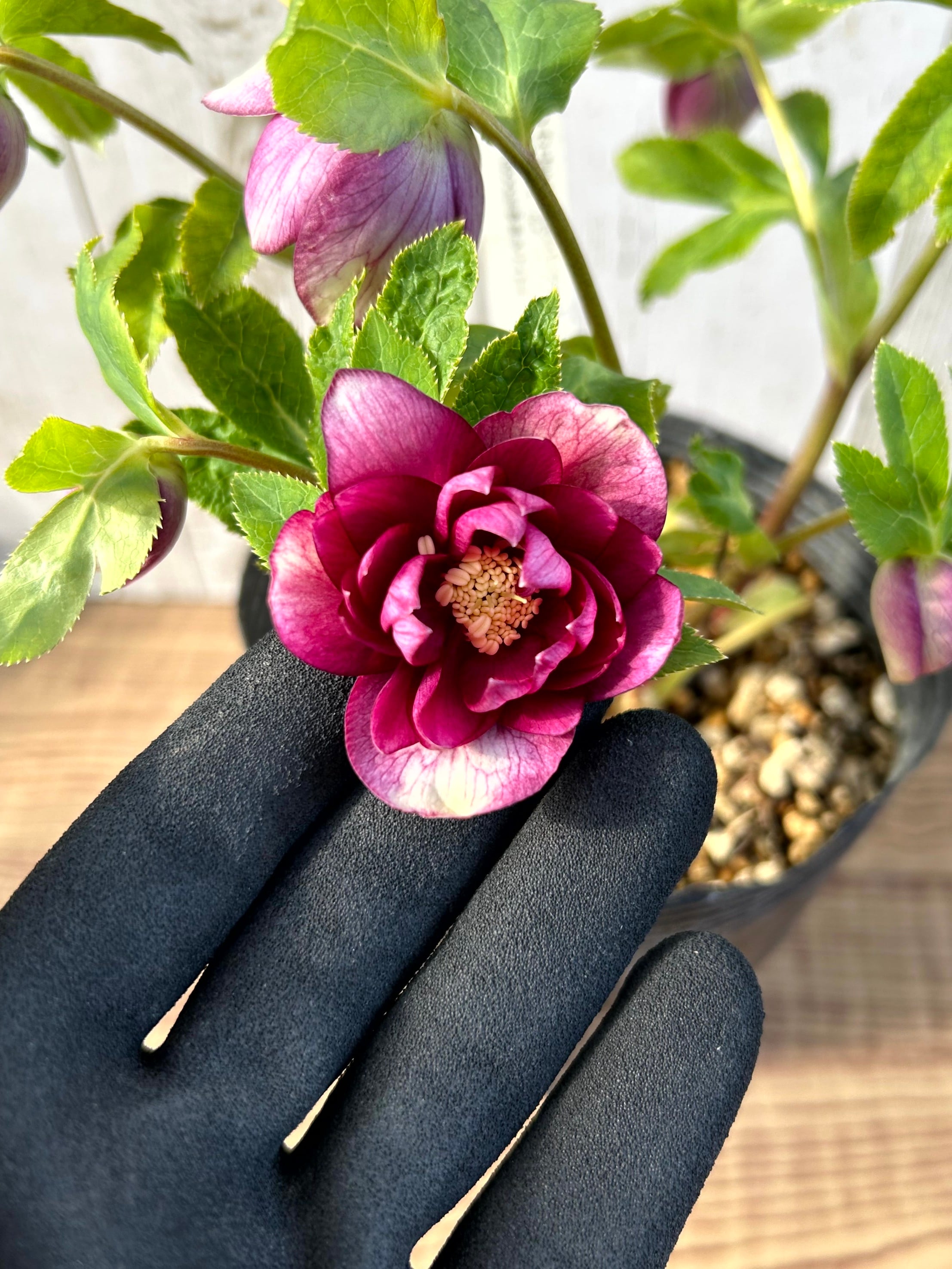 1/10up クリスマスローズ（加藤農園）キラメキ☆ディープレッド CR