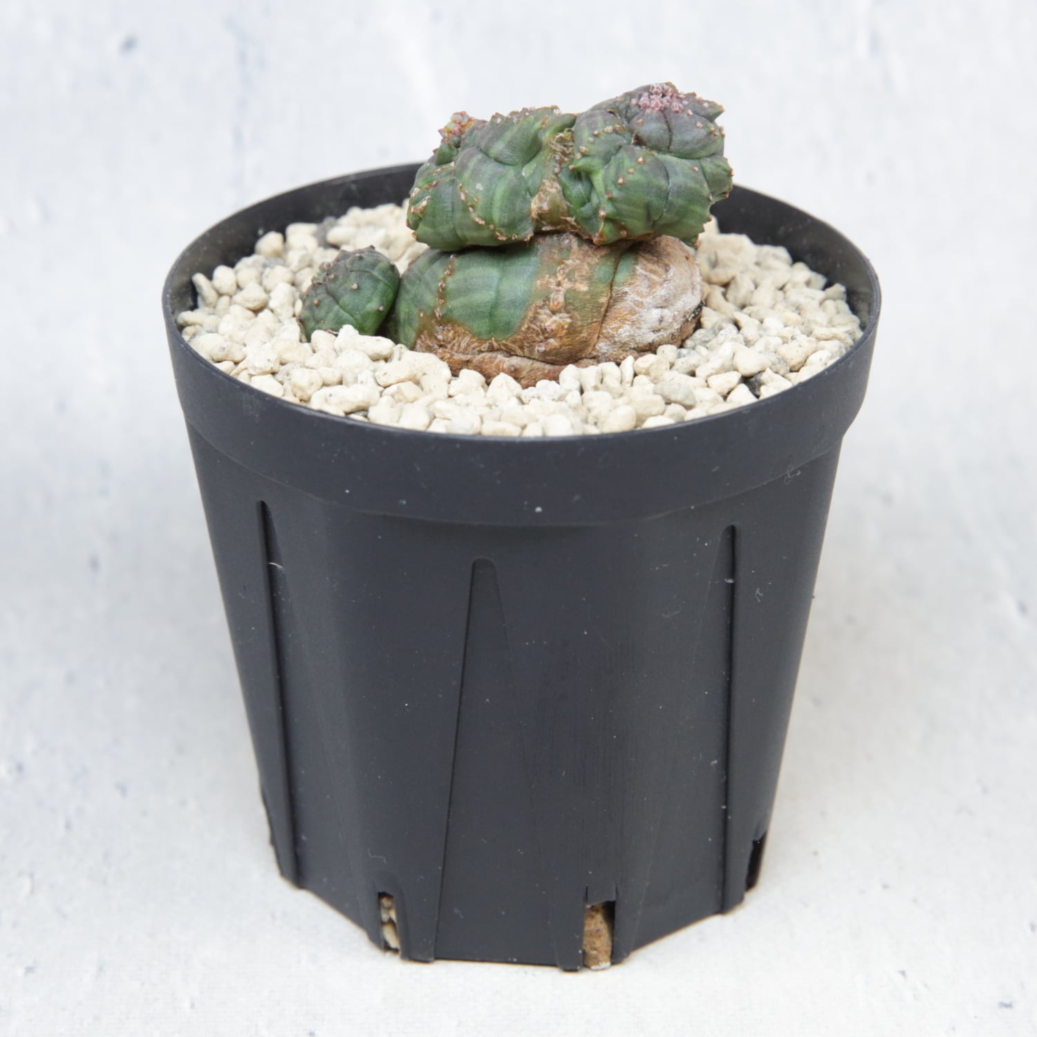 超厳選株】超異型 成長点3点 円扇石化 マイクロオベサ