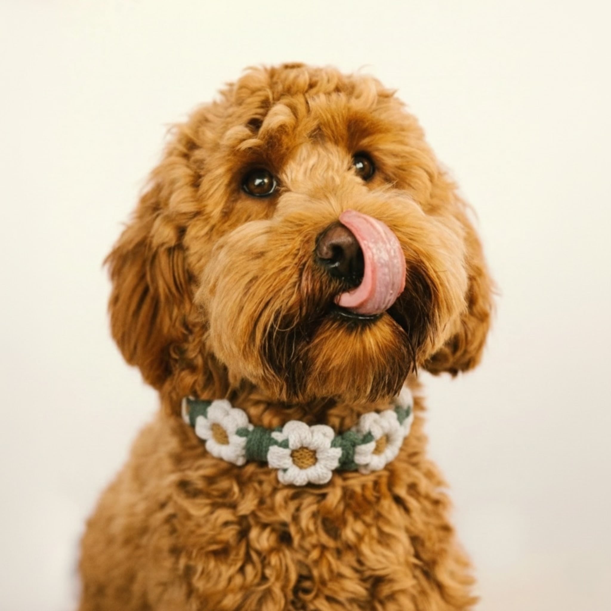 小型〜大型犬ビッグデイジーチョーカー | N'homies.pets.