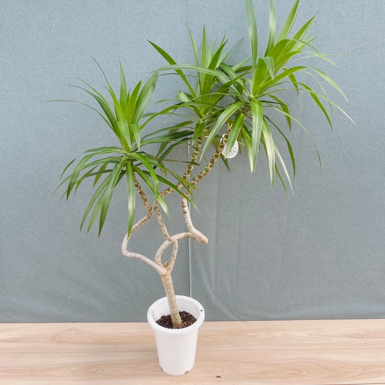 現品］【希少】25番 ドラセナ ナビー 龍 6号 観葉植物 大型 室内 レア