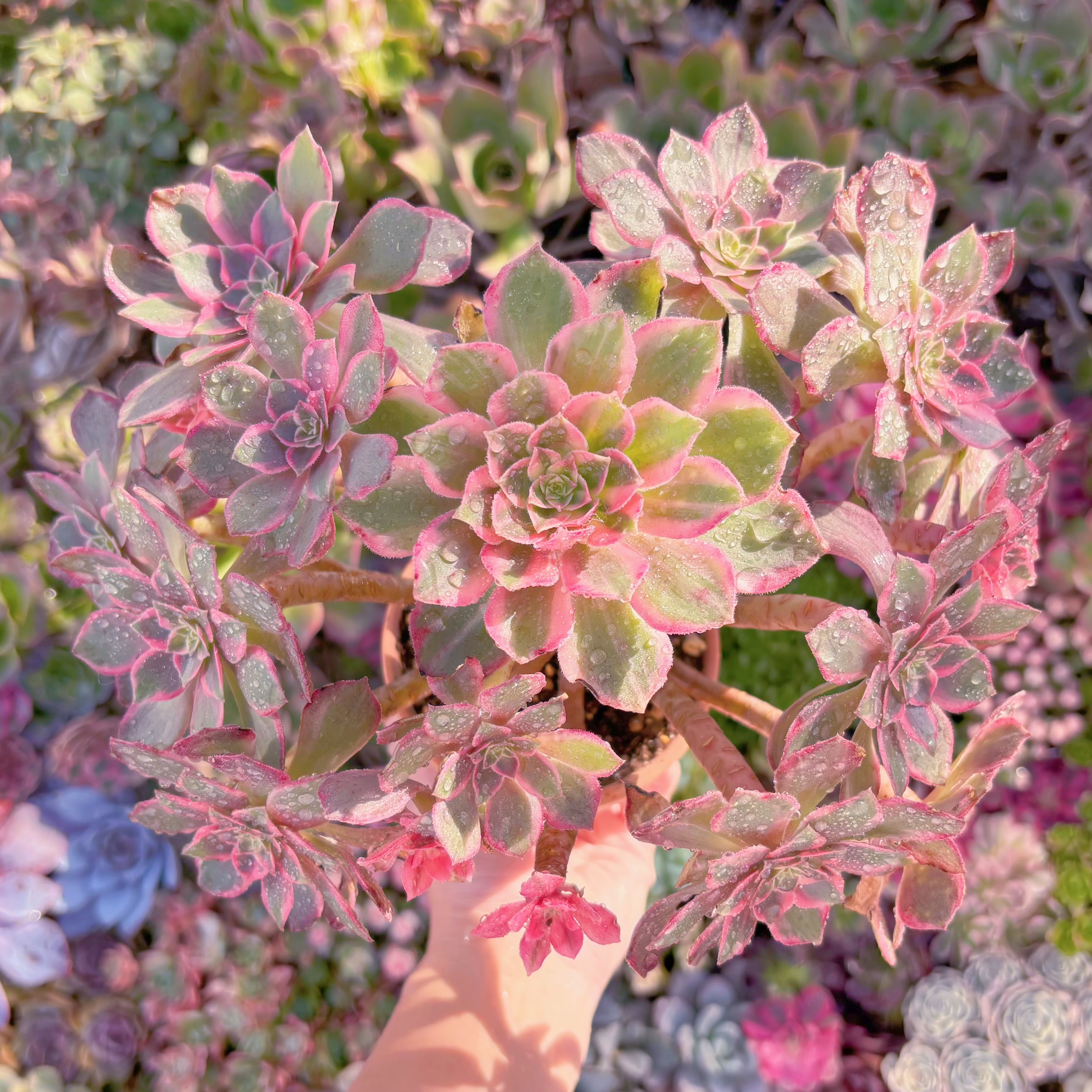 現品　新品種　万華鏡#B50　特大群生　在庫僅少　新入荷　るる農園