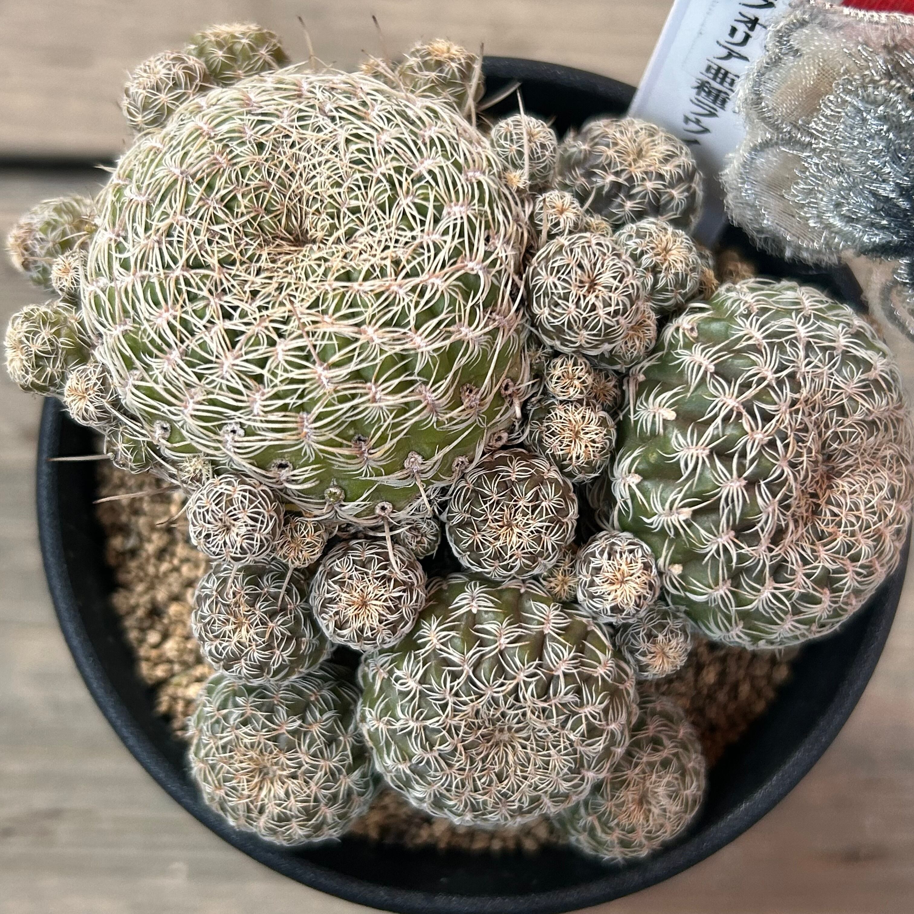 多肉植物 | RuPo 多肉植物専門店 多肉植物 | RuPo 多肉植物専門店