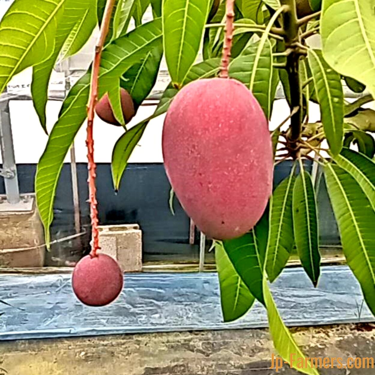 林様150Kマンゴー1つ85K④2つ 林様150Kマンゴー1つ85K④2つ 林様150Kマンゴー1つ85K④2つ