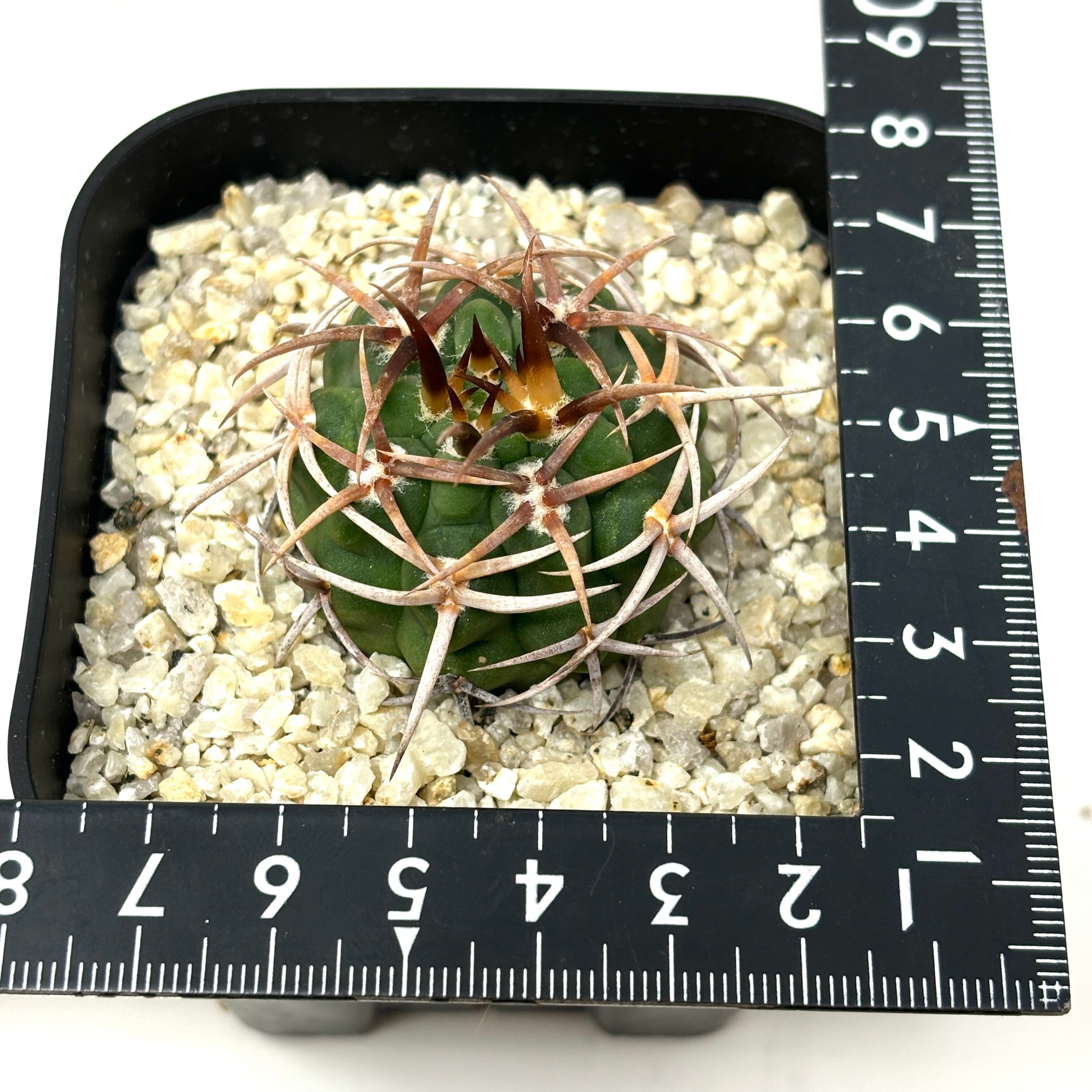 サボテン ギムノカリキュウム フェロシオール【170 サボテン ギムノカリキュウム フェロシオール【170