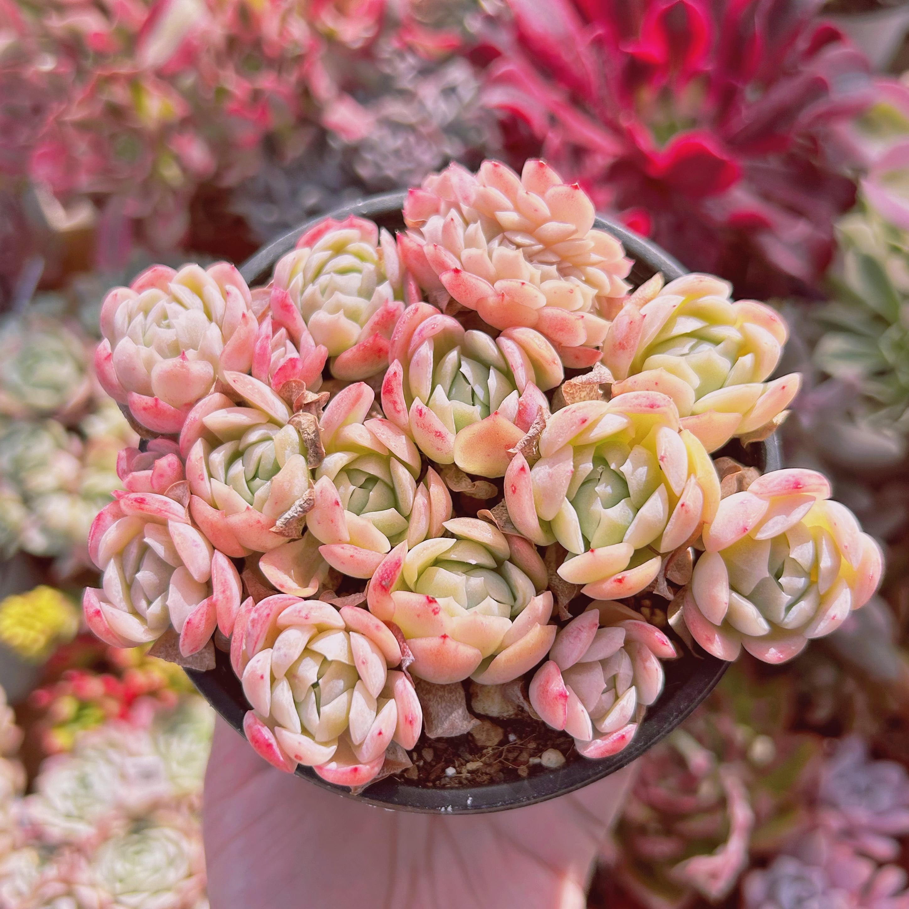 #091現物　多肉植物　ストロベリー　特大