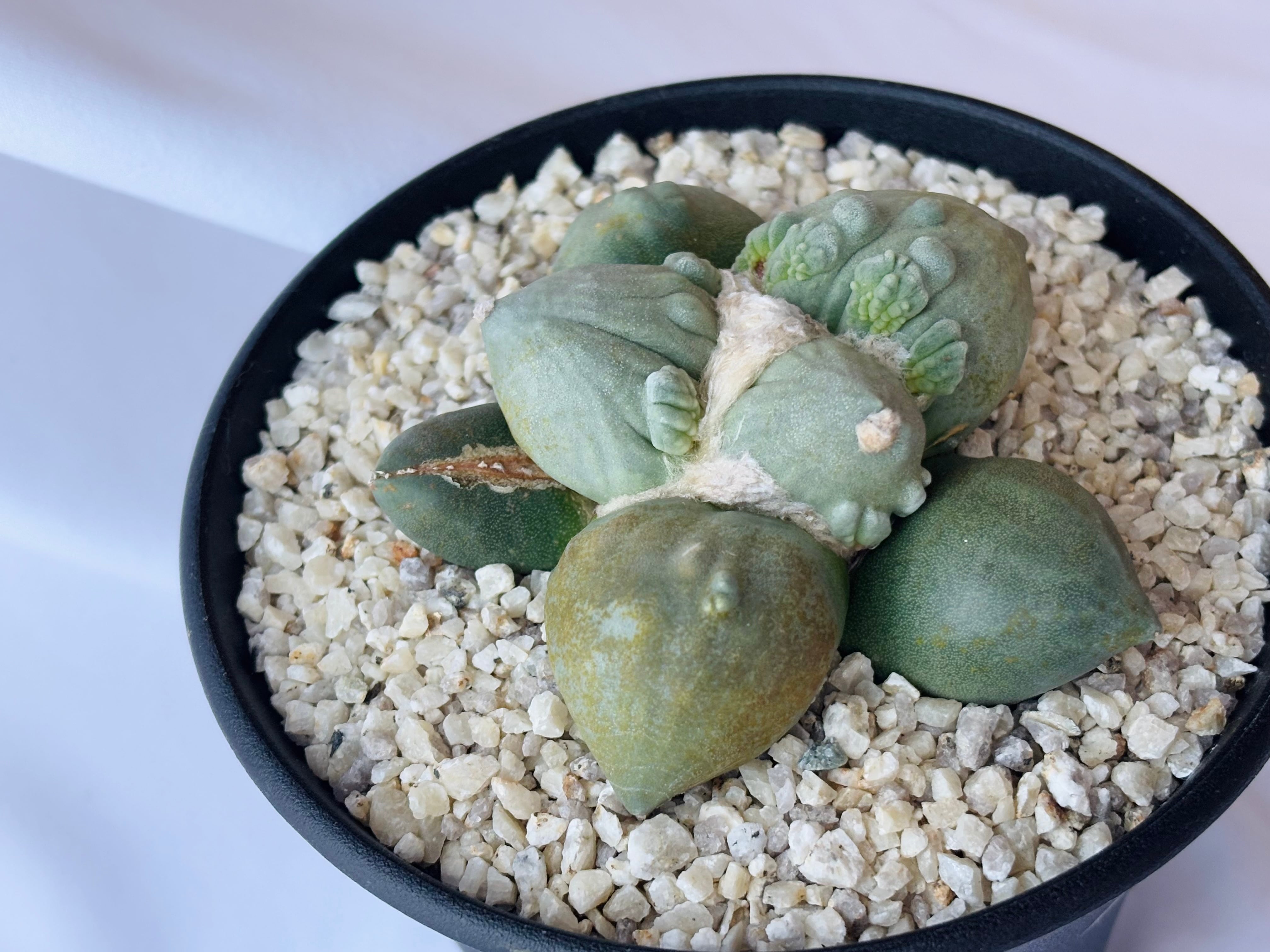 Ariocarpus Cauliflowermonst. アリオカルプス カリフラワー 花牡丹