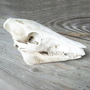 イノシシの頭骨