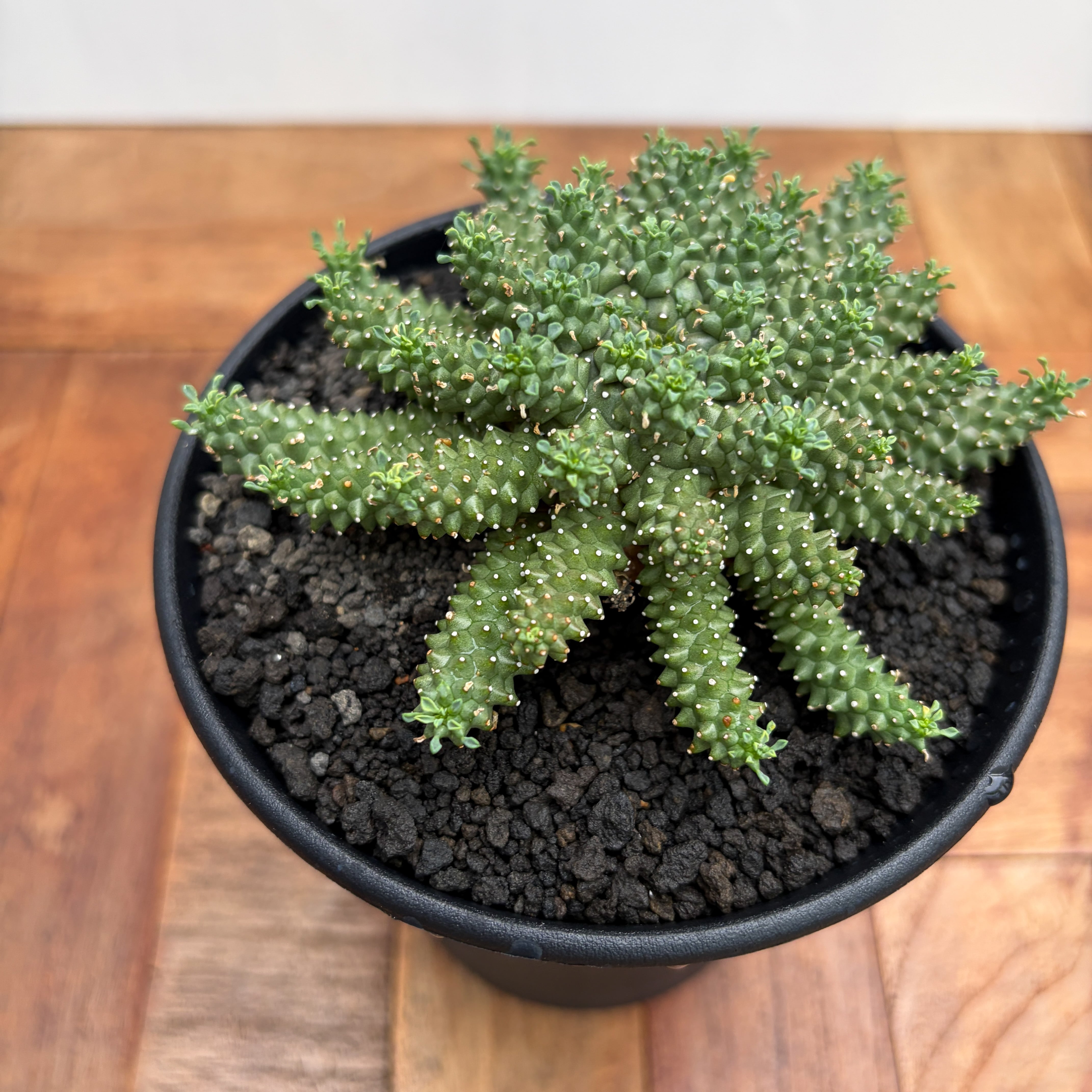 Euphorbia atroviridis【ユーフォルビア・アトロビリディス】 | RIMO'S