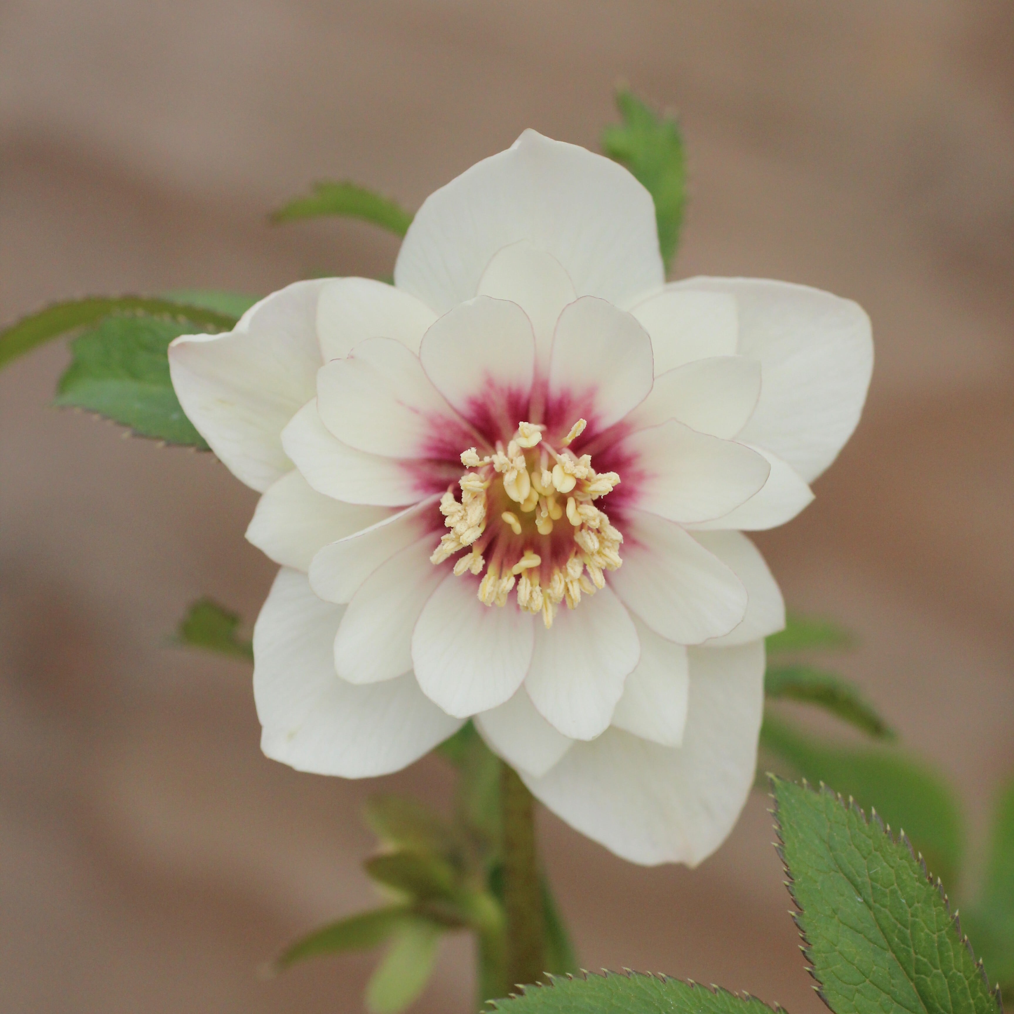 花 ron レゴ LEGO ボタニカル ハイビスカス 10372｜誕生日 プレゼント