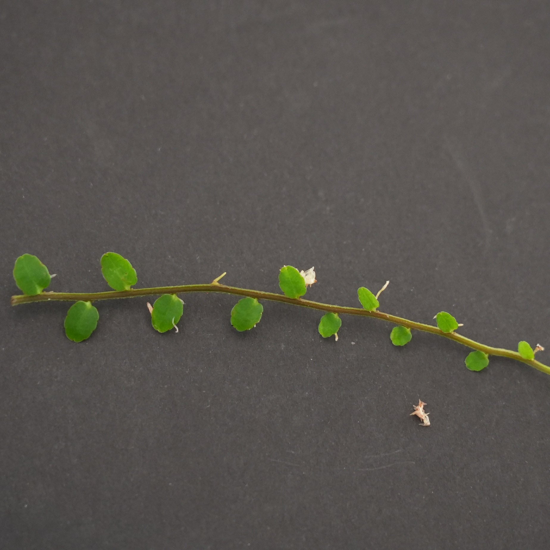 マルクグラビア sp. ”small round” Marcgravia sp. 