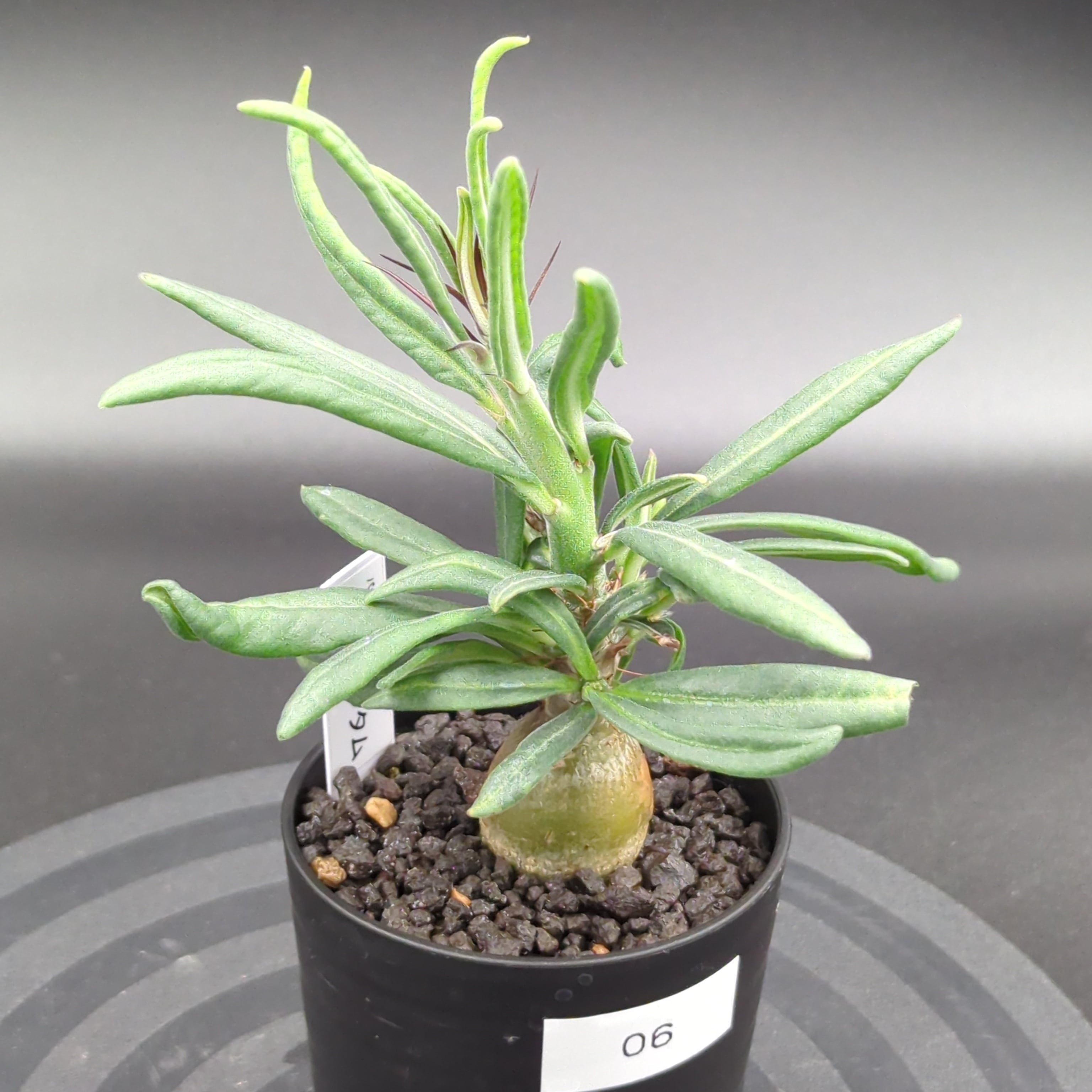 パキポディウム・サキュレンタム (実生株) | BRIDGE GARDEN